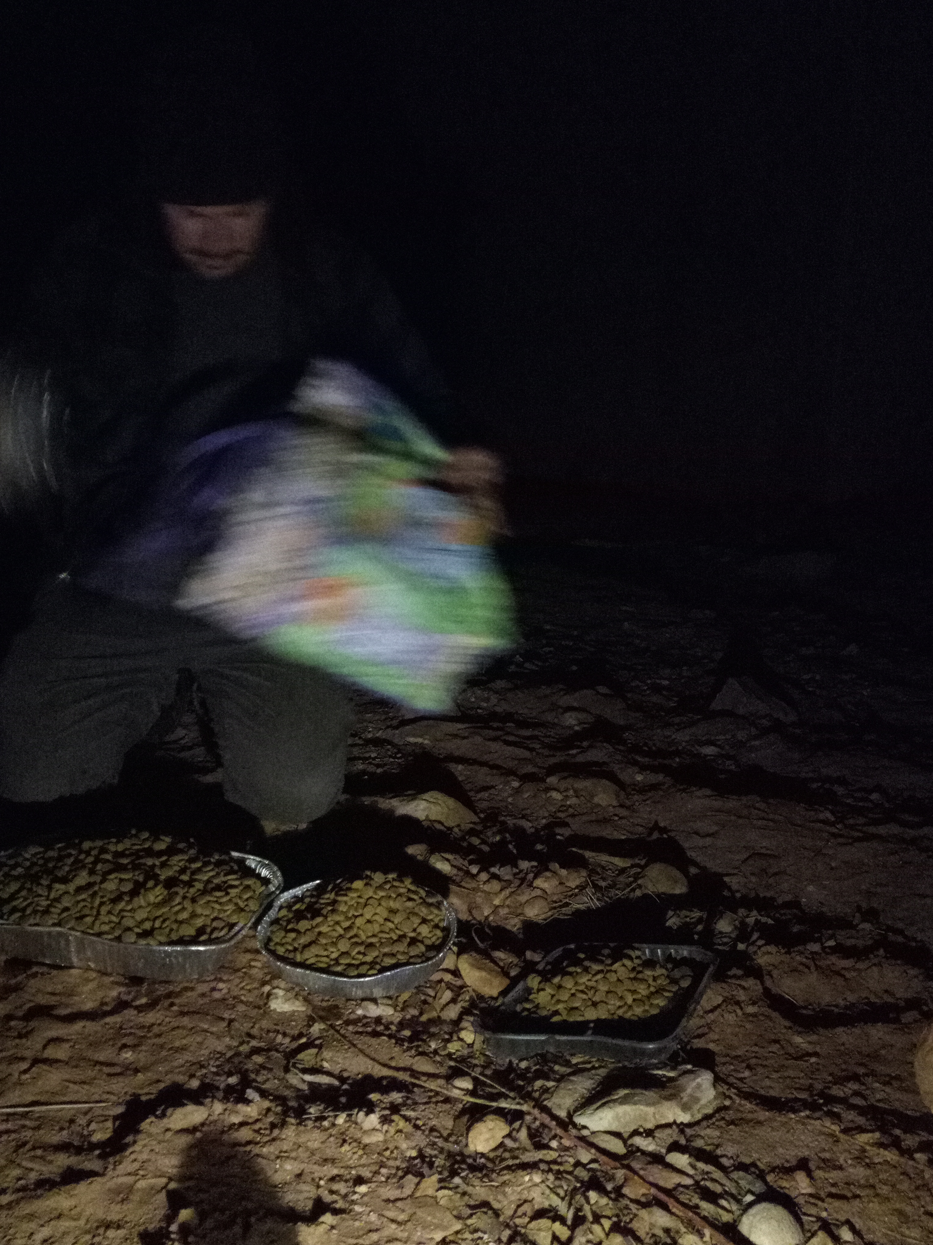 Raw animal camera upload (unprocessed). File: mot-det-20251231-001003.jpg.