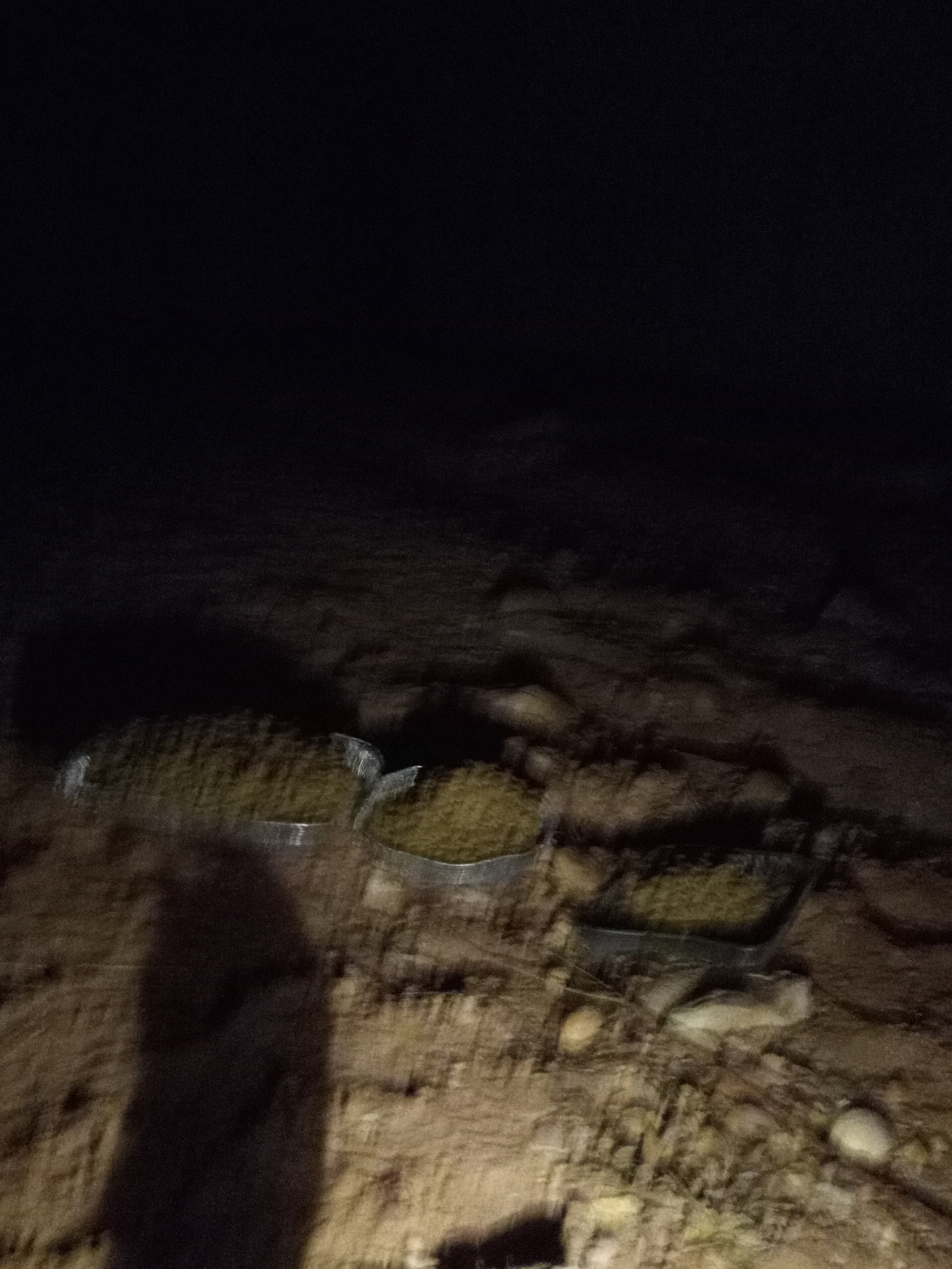 Raw animal camera upload (unprocessed). File: mot-det-20251231-001045.jpg.