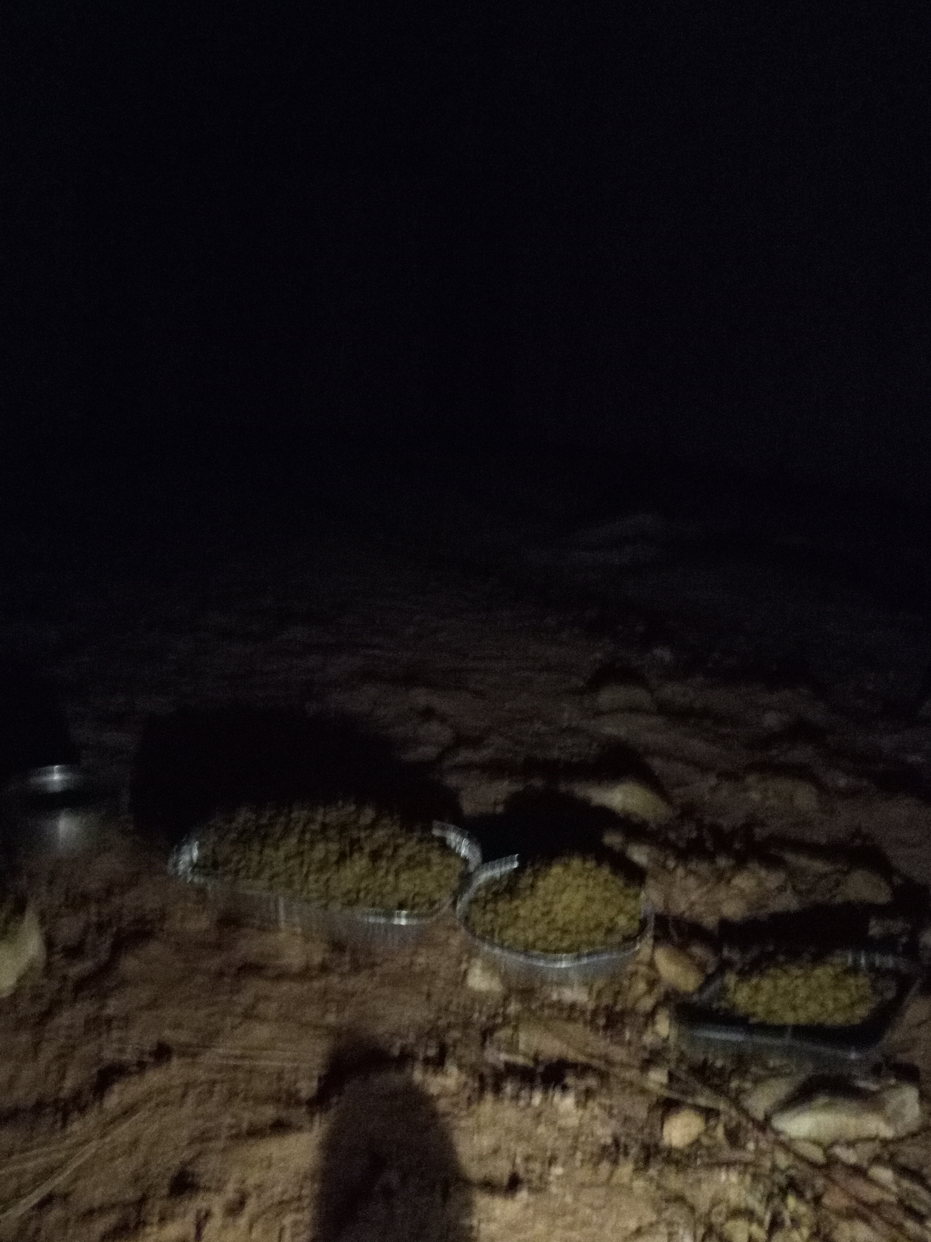 Raw animal camera upload (unprocessed). File: mot-det-20251231-001048.jpg.