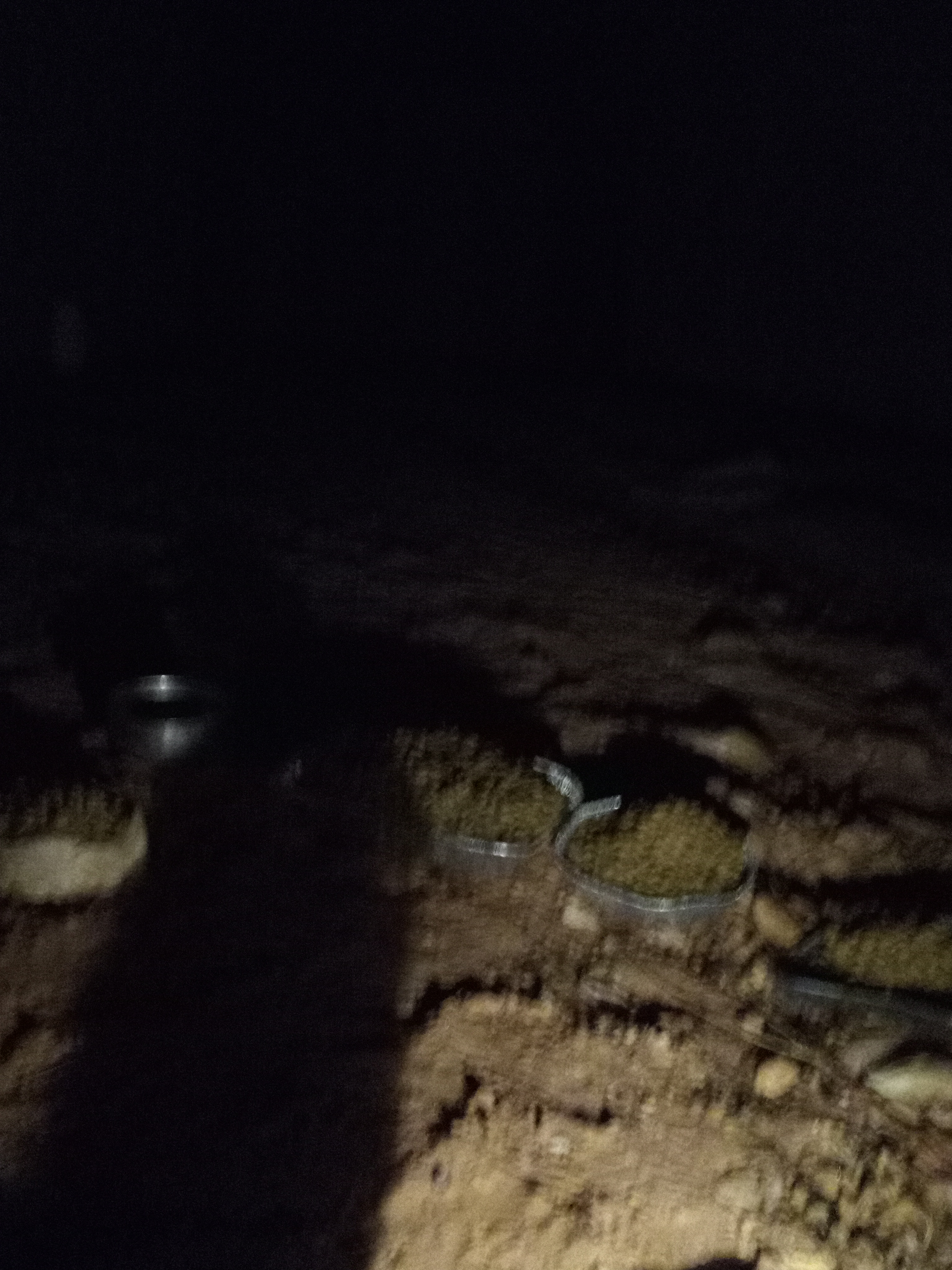 Raw animal camera upload (unprocessed). File: mot-det-20251231-001059.jpg.