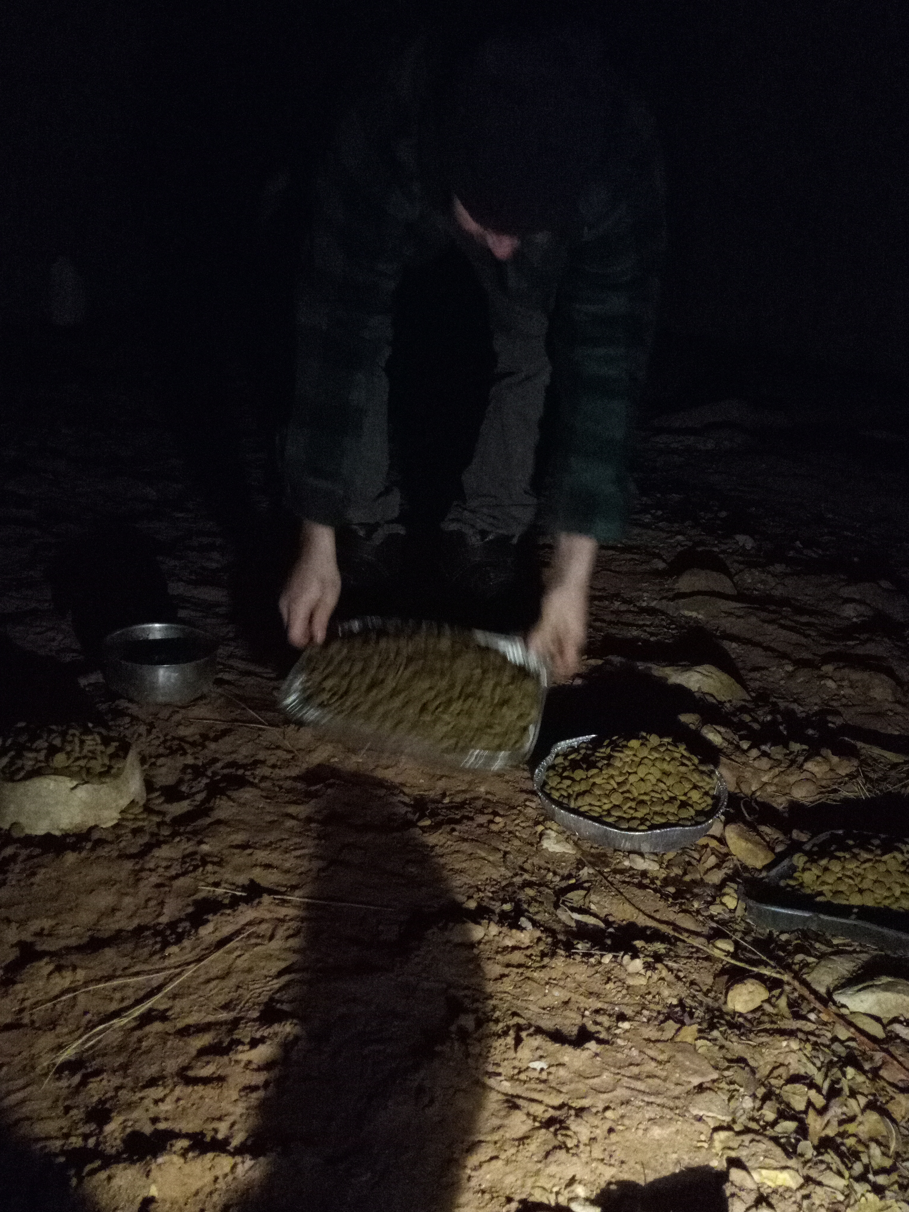 Raw animal camera upload (unprocessed). File: mot-det-20251231-001119.jpg.