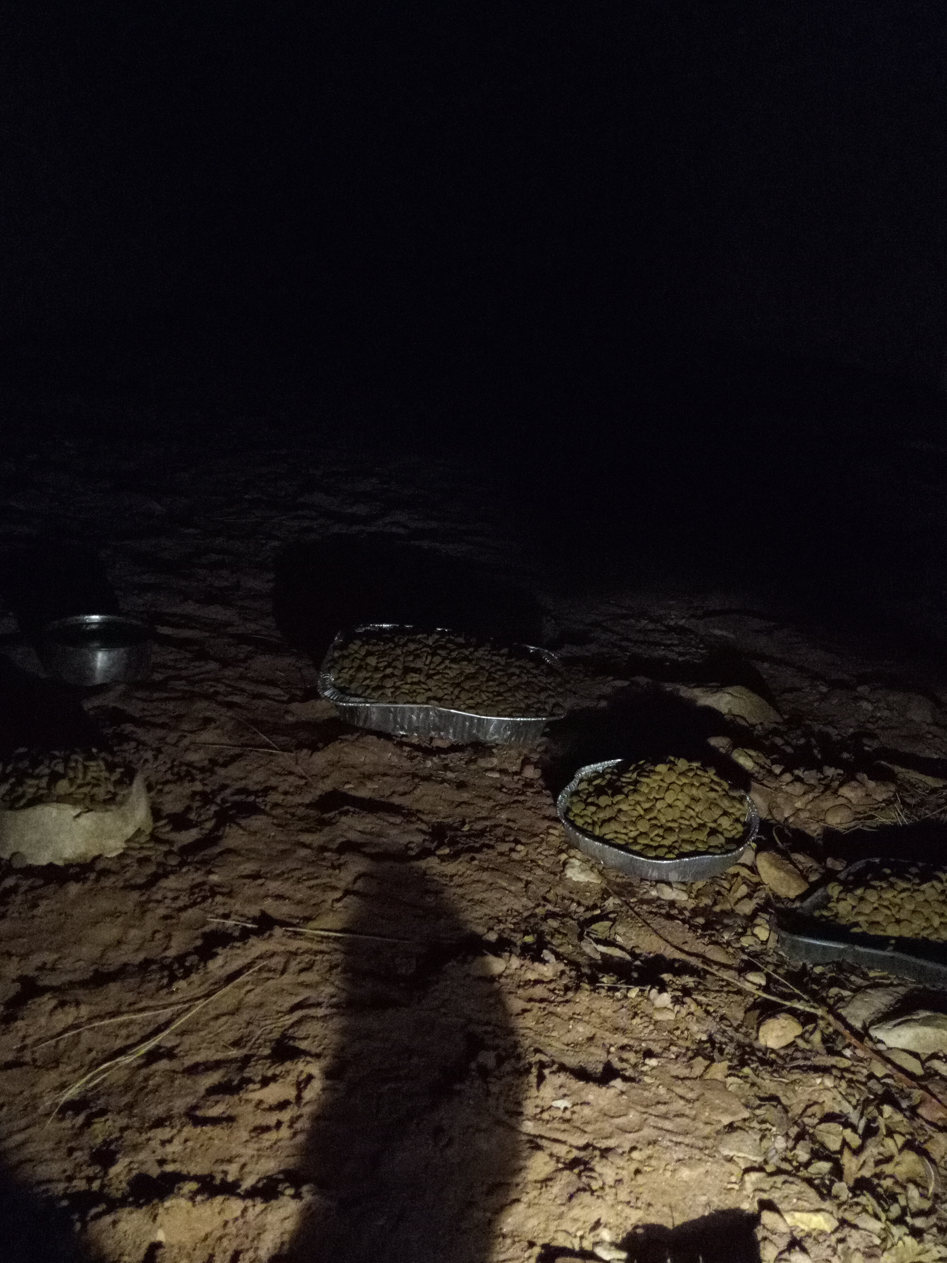 Raw animal camera upload (unprocessed). File: mot-det-20251231-001230.jpg.