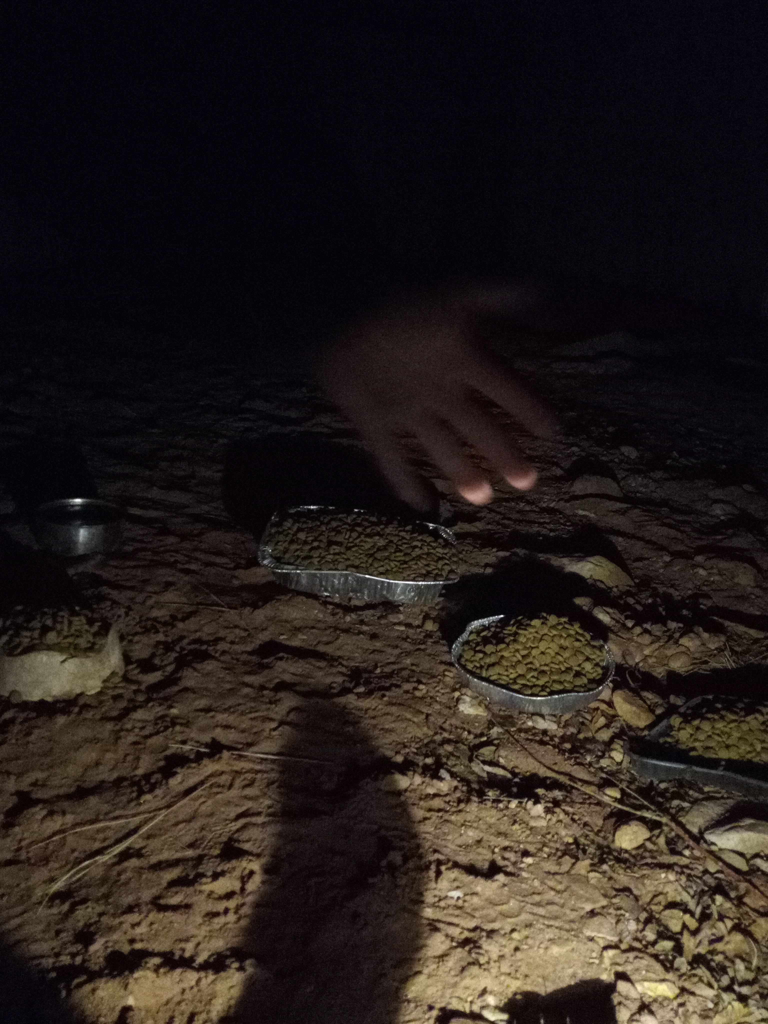 Raw animal camera upload (unprocessed). File: mot-det-20251231-001233.jpg.