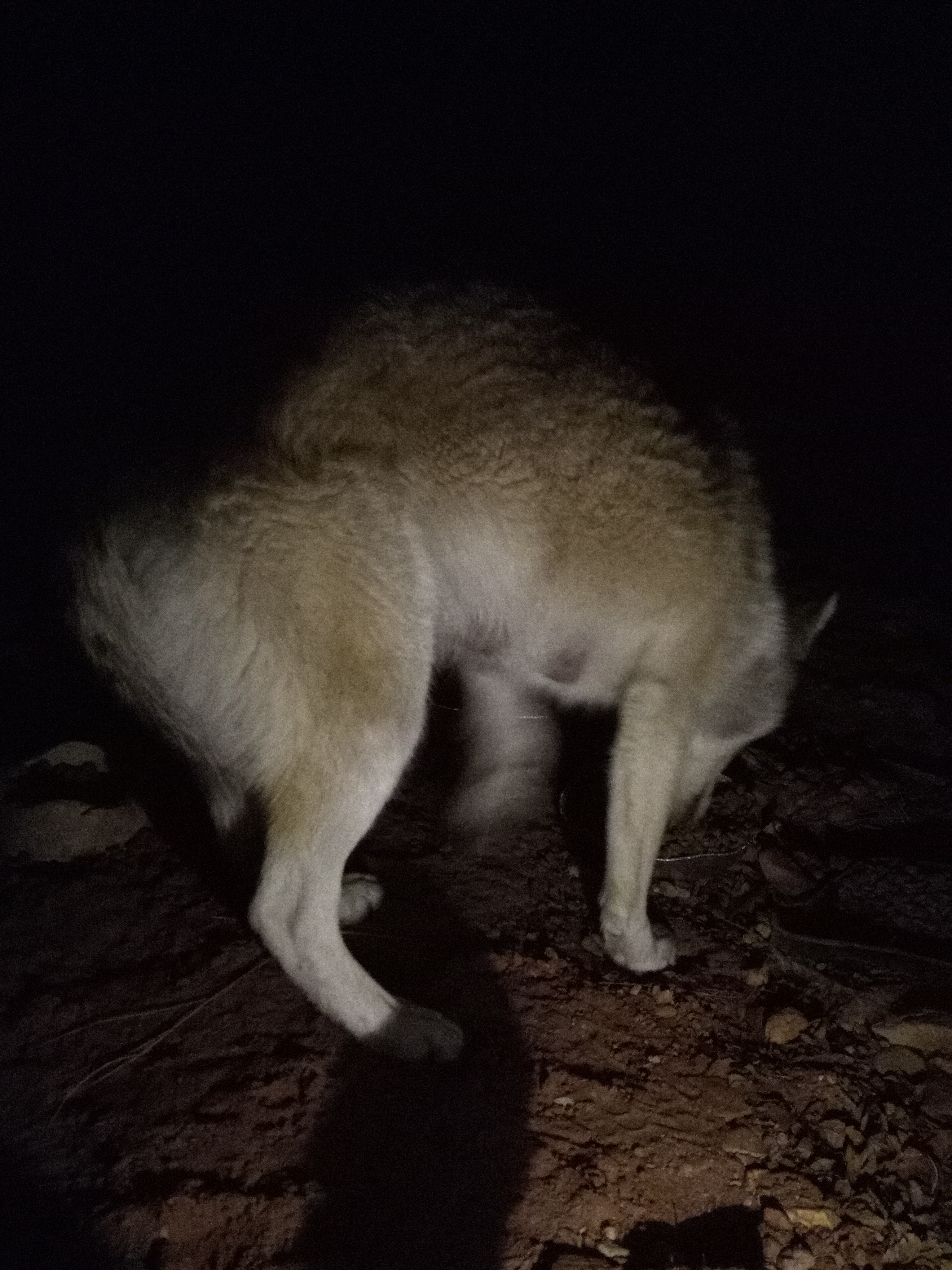 Raw animal camera upload (unprocessed). File: mot-det-20251231-062000.jpg.