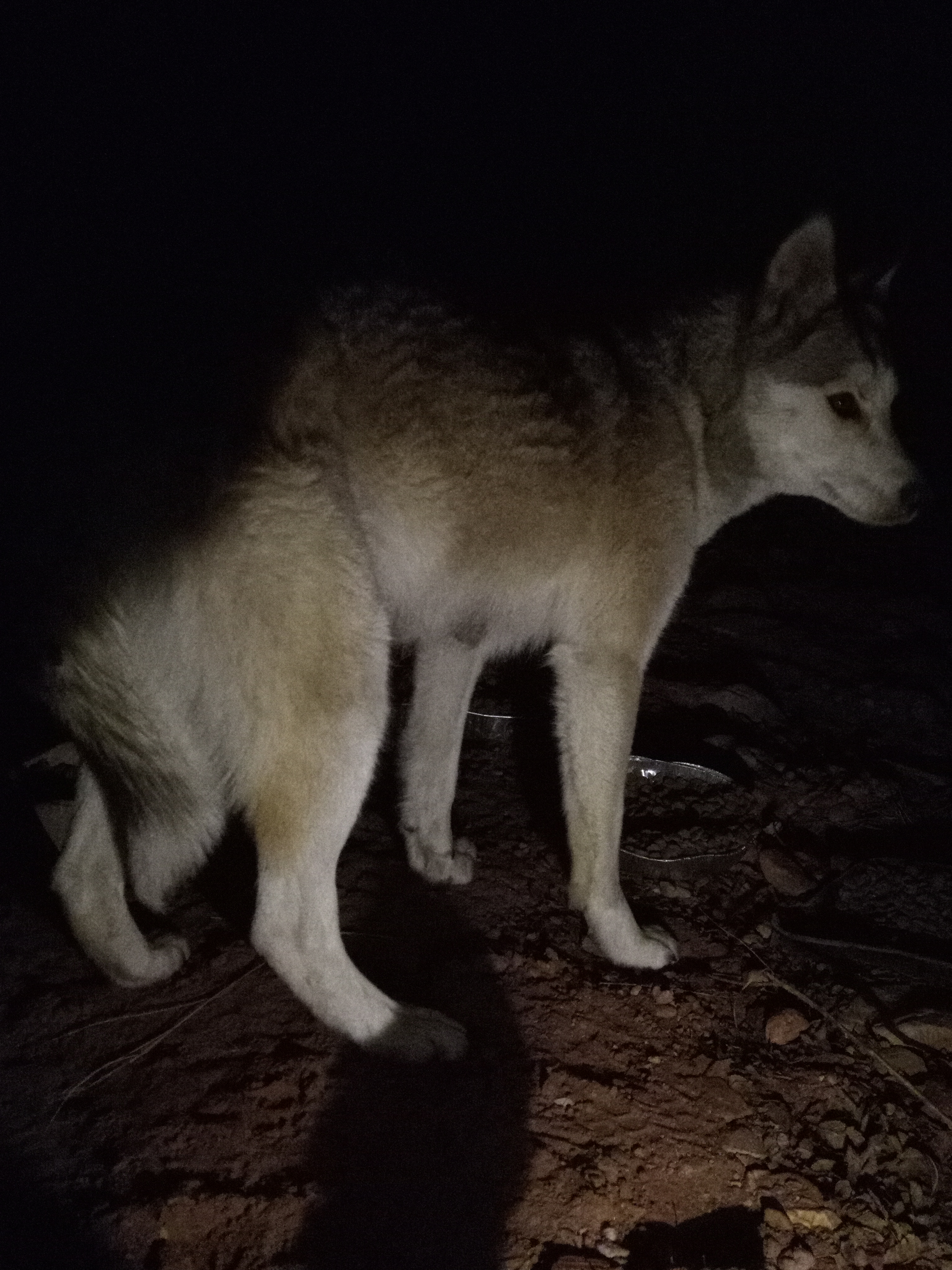 Raw animal camera upload (unprocessed). File: mot-det-20251231-062013.jpg.