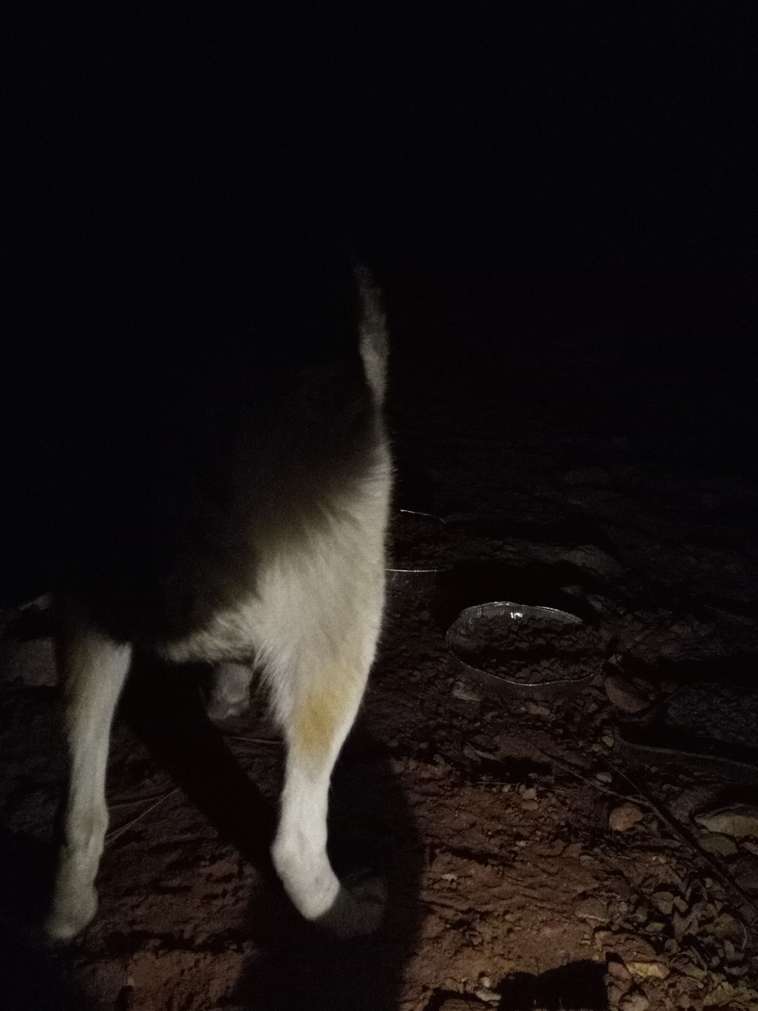 Raw animal camera upload (unprocessed). File: mot-det-20251231-062021.jpg.