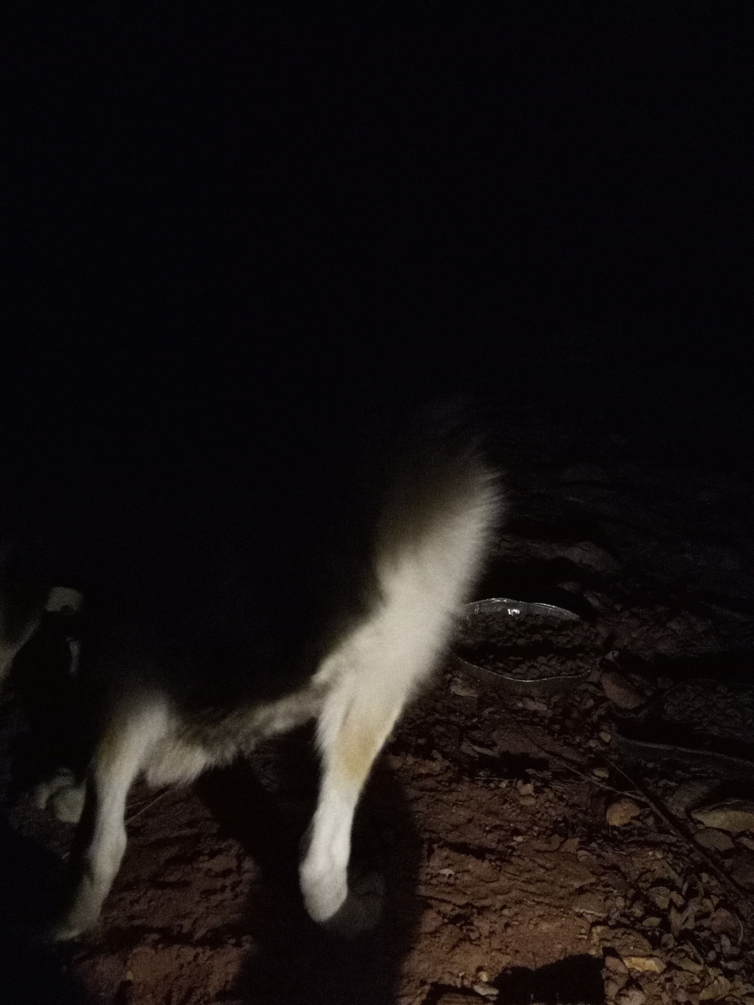 Raw animal camera upload (unprocessed). File: mot-det-20251231-062037.jpg.