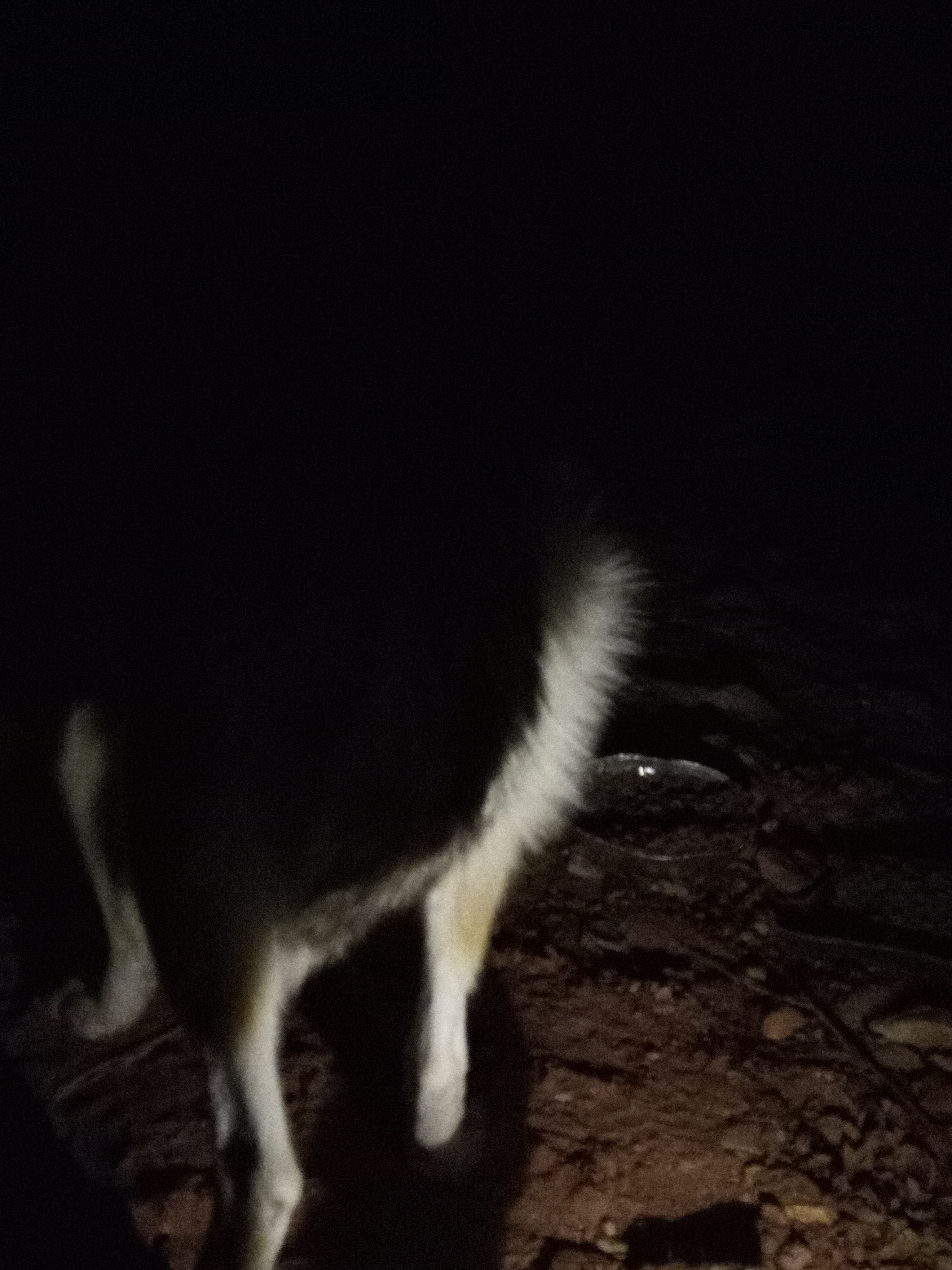 Raw animal camera upload (unprocessed). File: mot-det-20251231-062040.jpg.