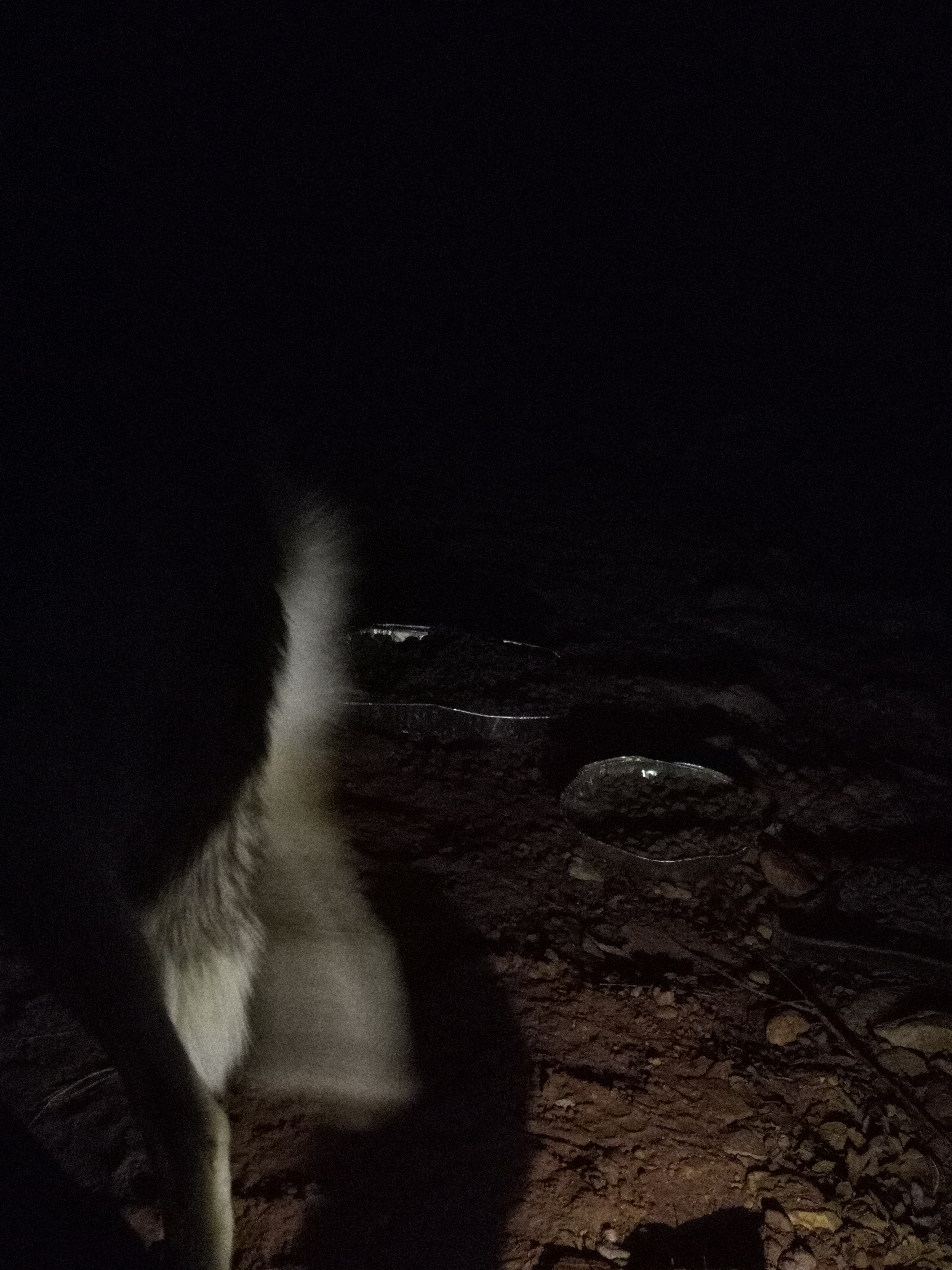 Raw animal camera upload (unprocessed). File: mot-det-20251231-062107.jpg.