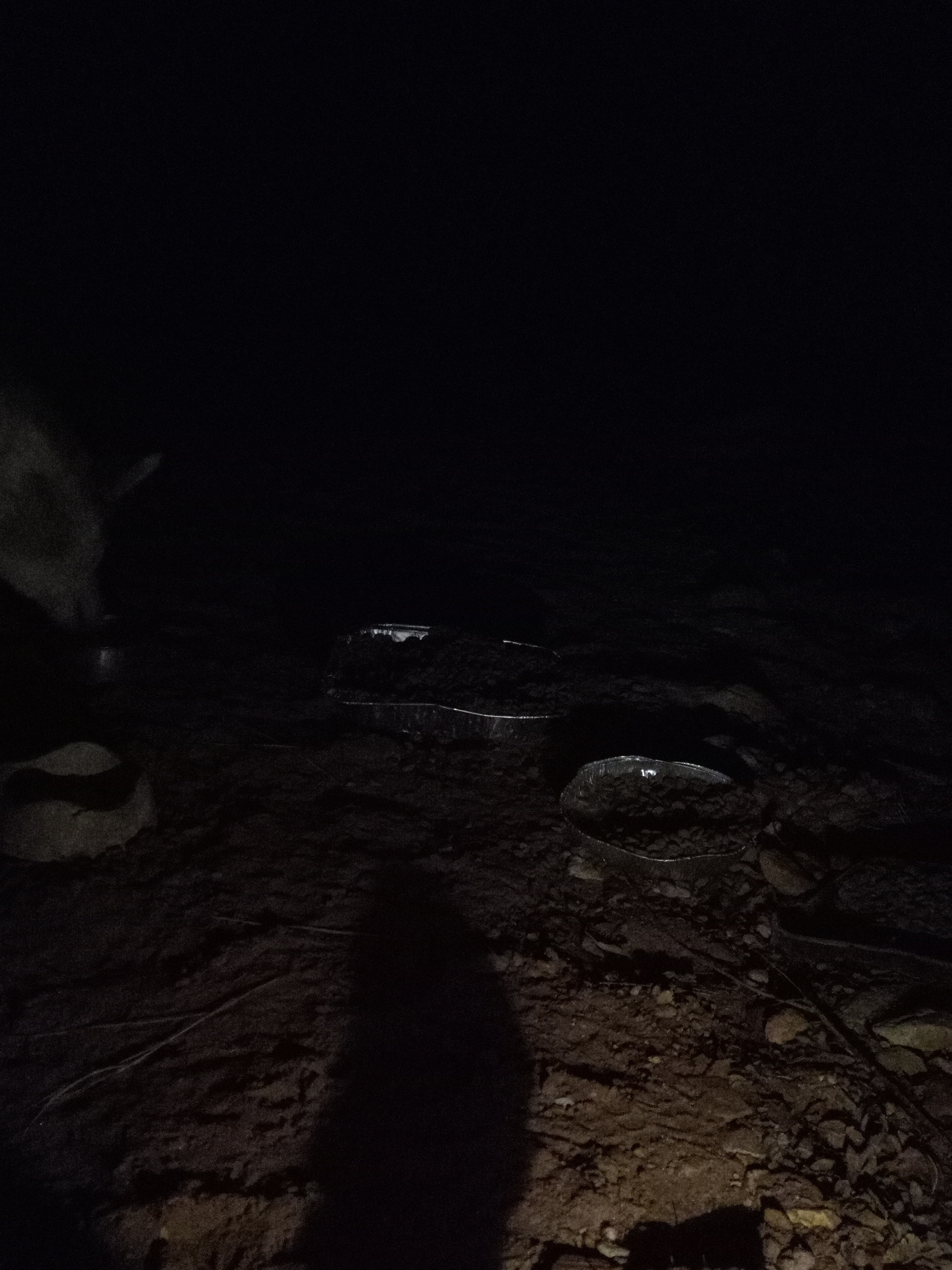 Raw animal camera upload (unprocessed). File: mot-det-20251231-062111.jpg.