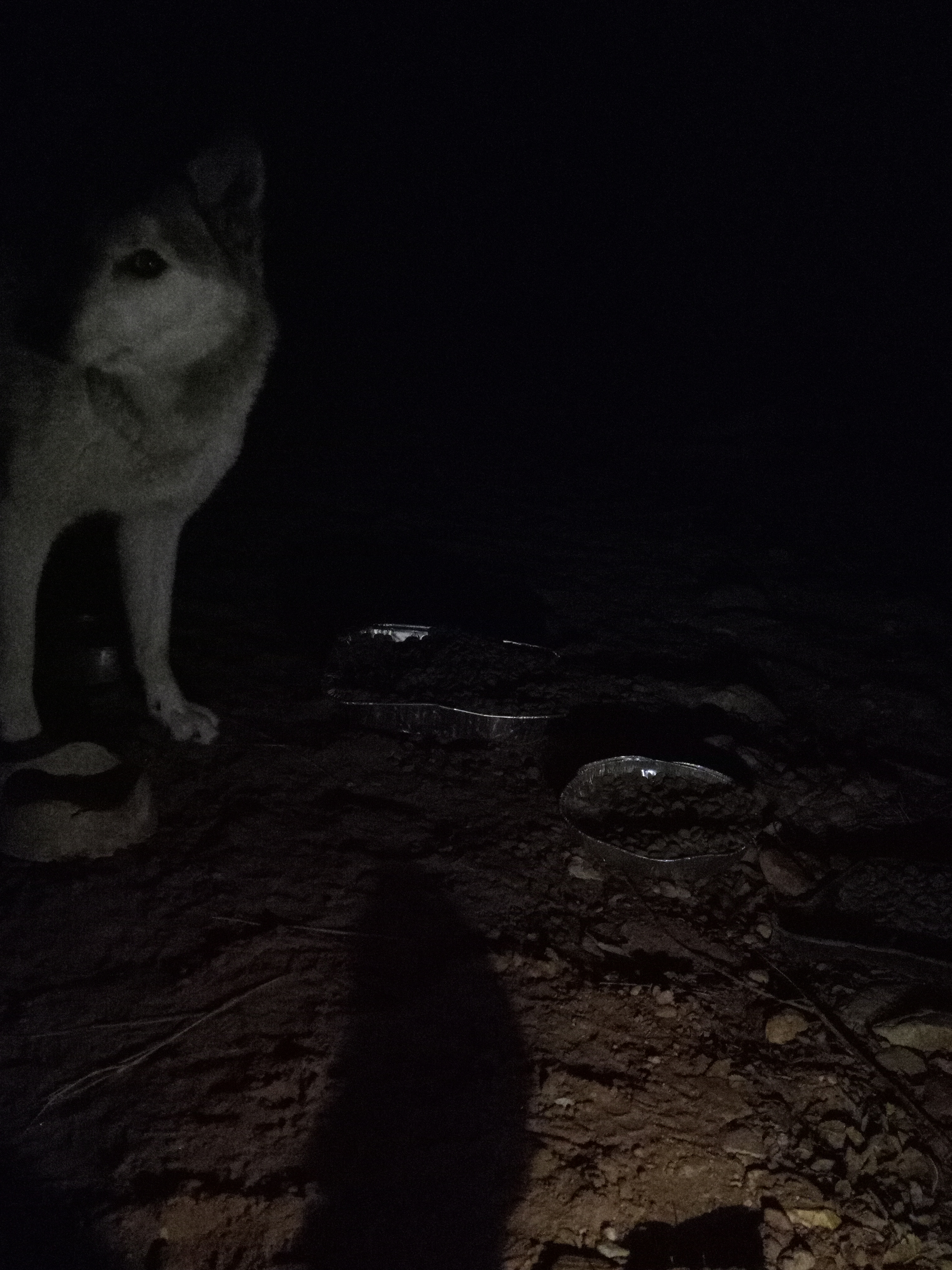 Raw animal camera upload (unprocessed). File: mot-det-20251231-062128.jpg.