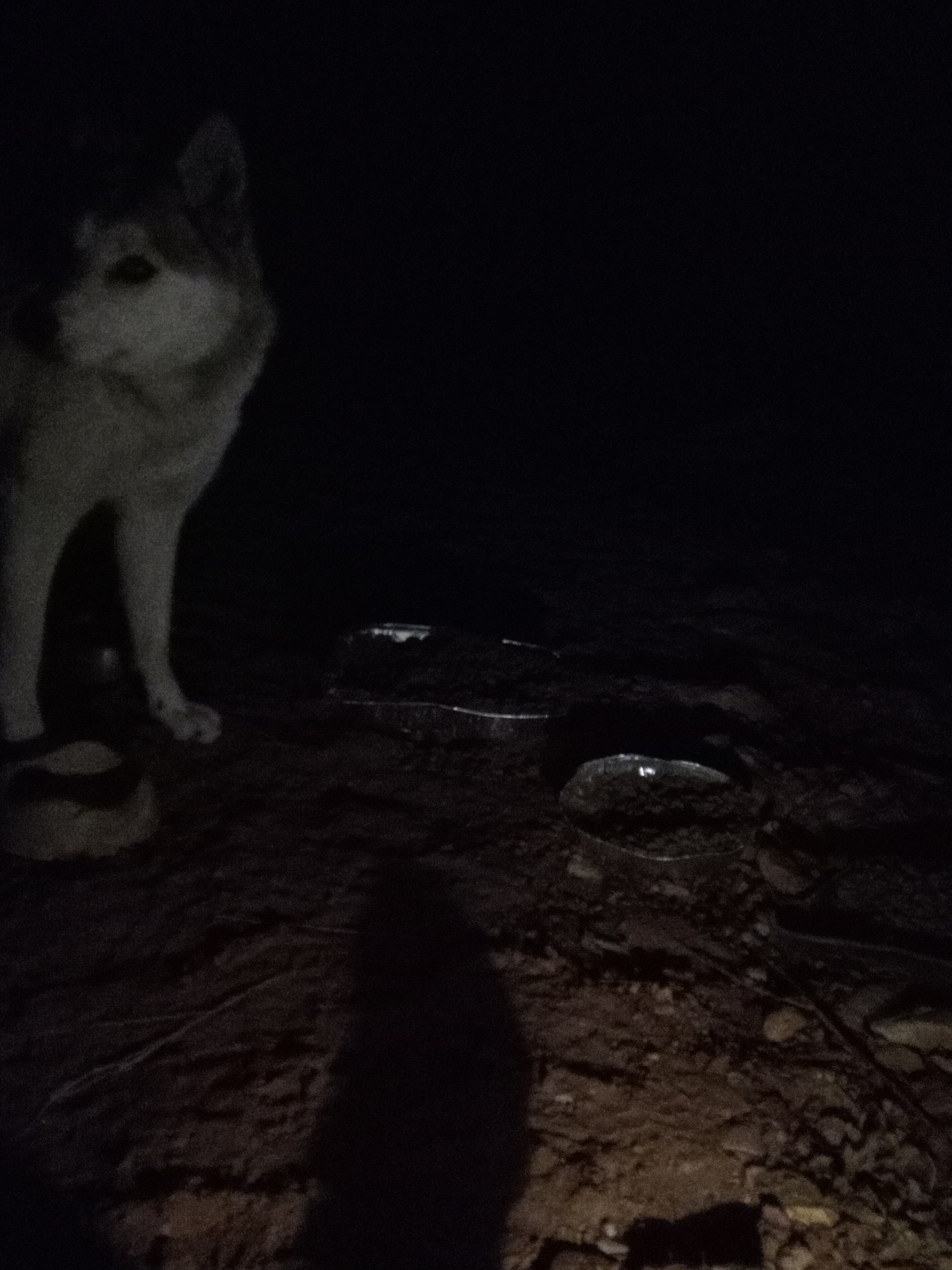 Raw animal camera upload (unprocessed). File: mot-det-20251231-062150.jpg.