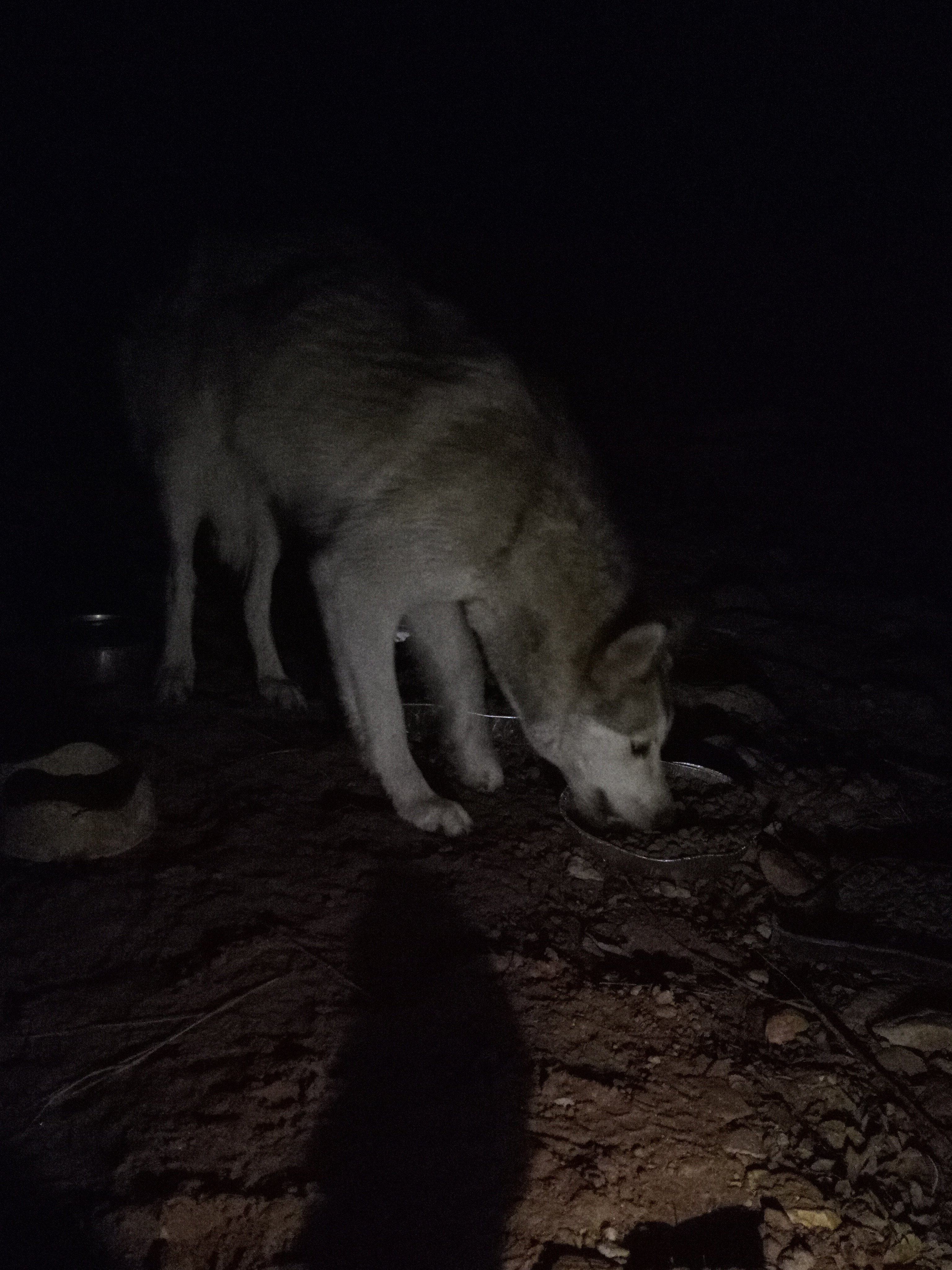 Raw animal camera upload (unprocessed). File: mot-det-20251231-062230.jpg.