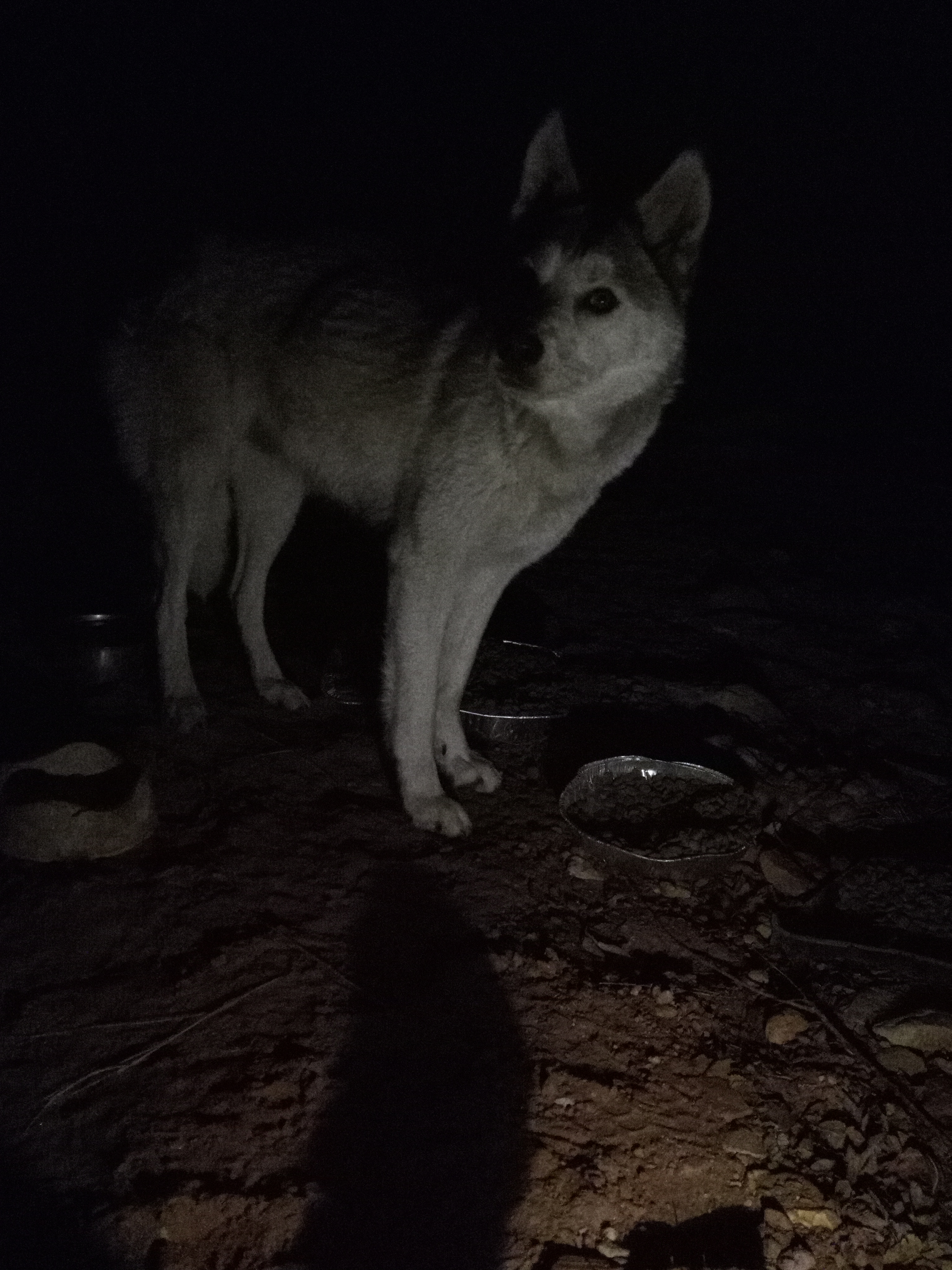 Raw animal camera upload (unprocessed). File: mot-det-20251231-062239.jpg.