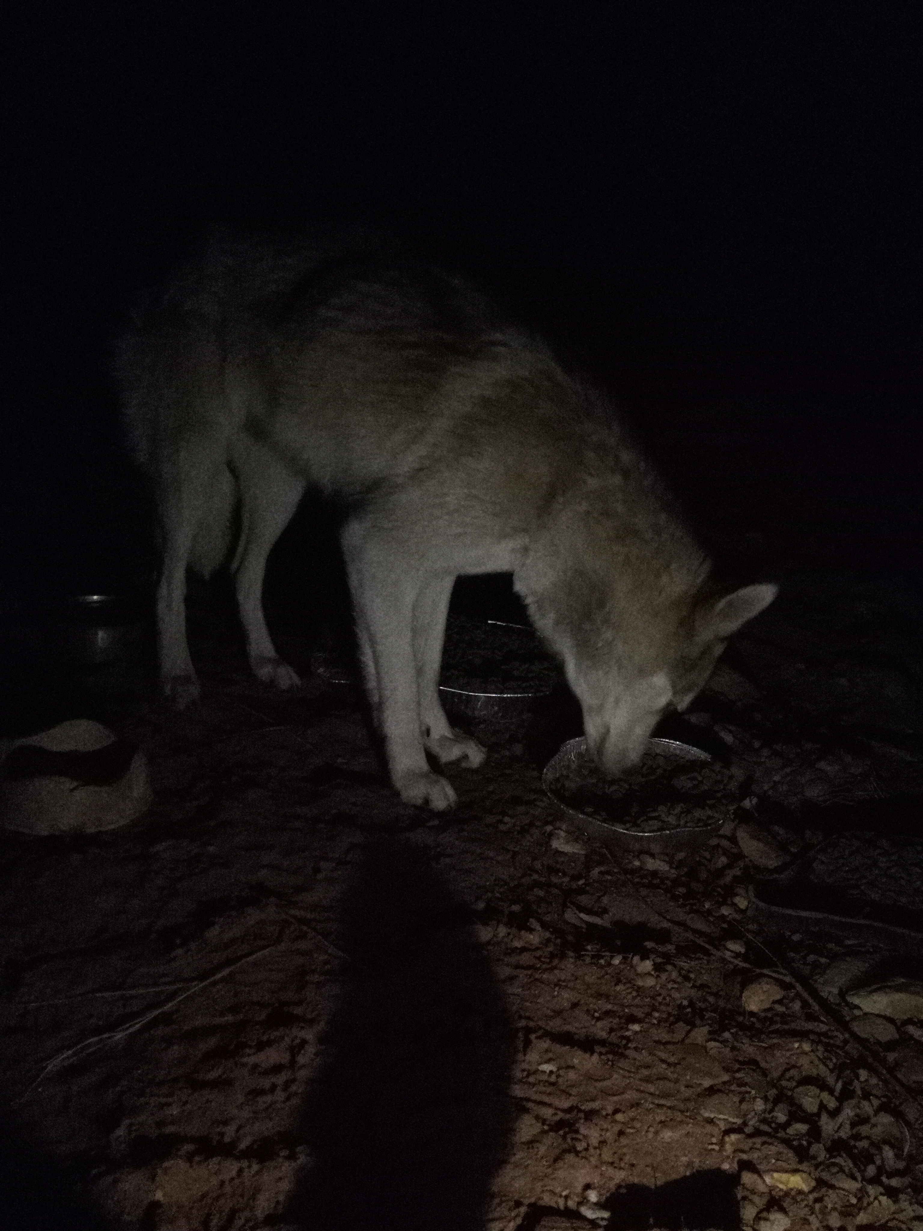 Raw animal camera upload (unprocessed). File: mot-det-20251231-062243.jpg.