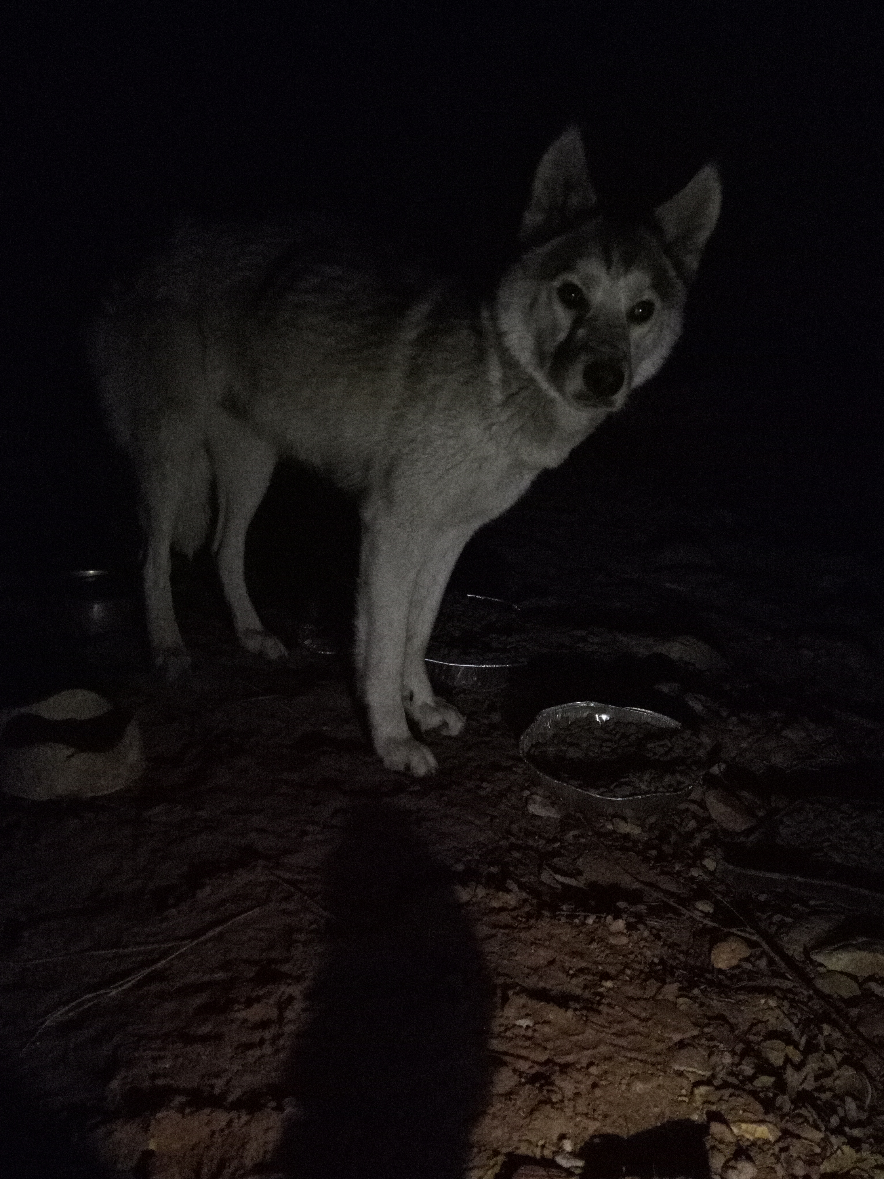 Raw animal camera upload (unprocessed). File: mot-det-20251231-062249.jpg.