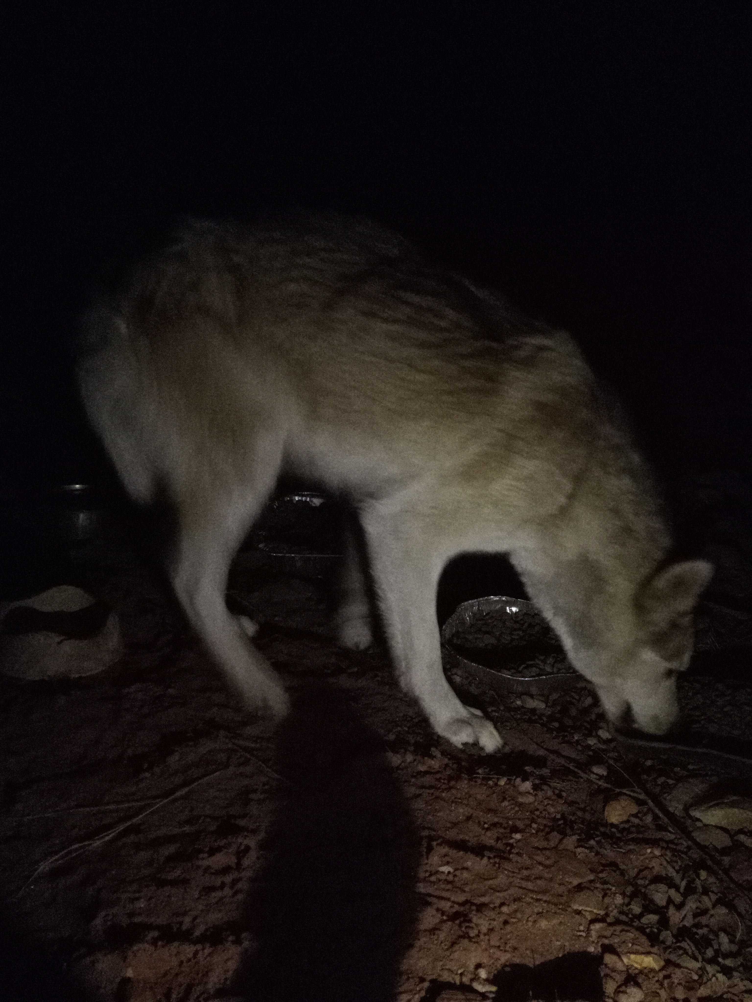 Raw animal camera upload (unprocessed). File: mot-det-20251231-062326.jpg.