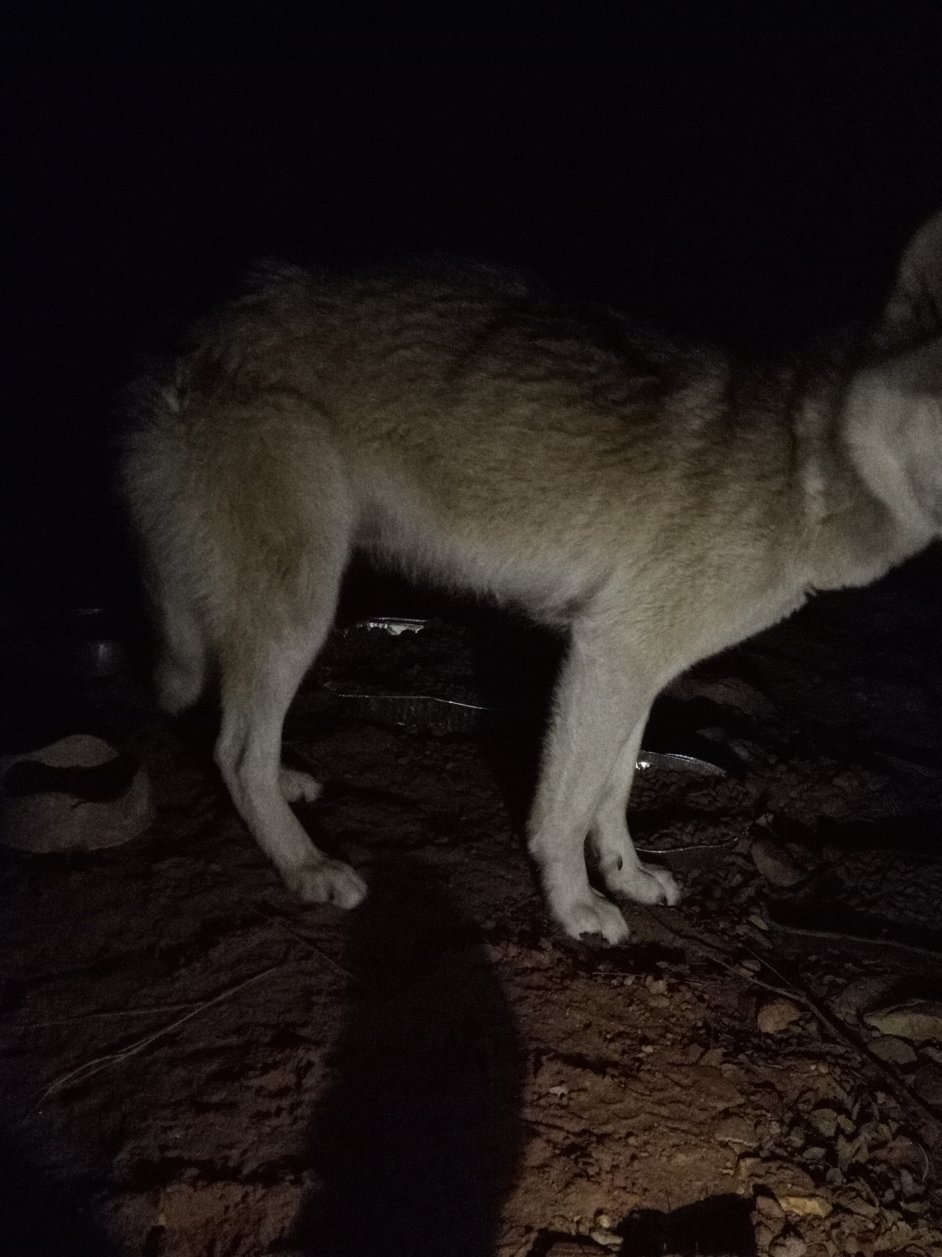 Raw animal camera upload (unprocessed). File: mot-det-20251231-062332.jpg.