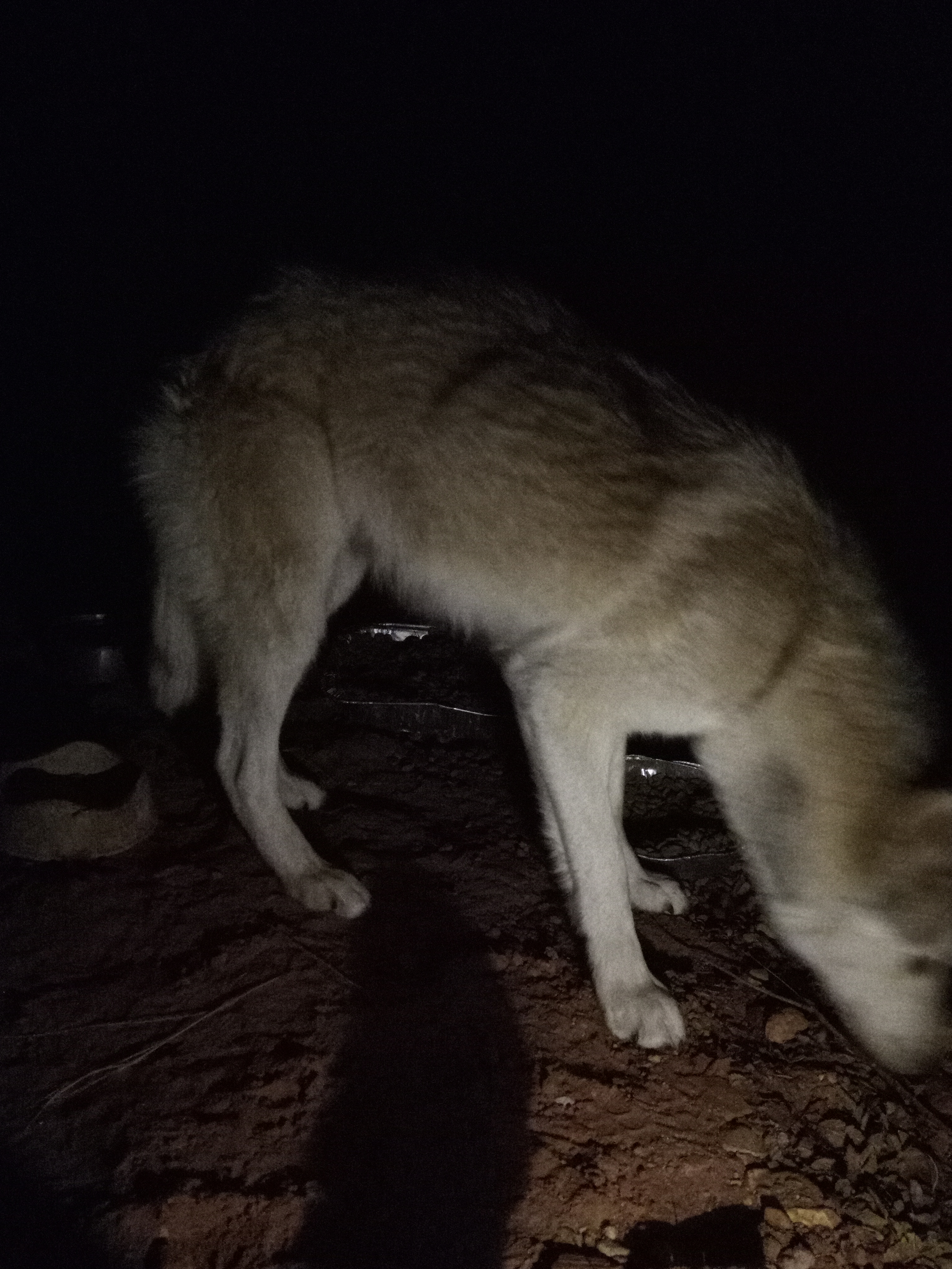 Raw animal camera upload (unprocessed). File: mot-det-20251231-062343.jpg.