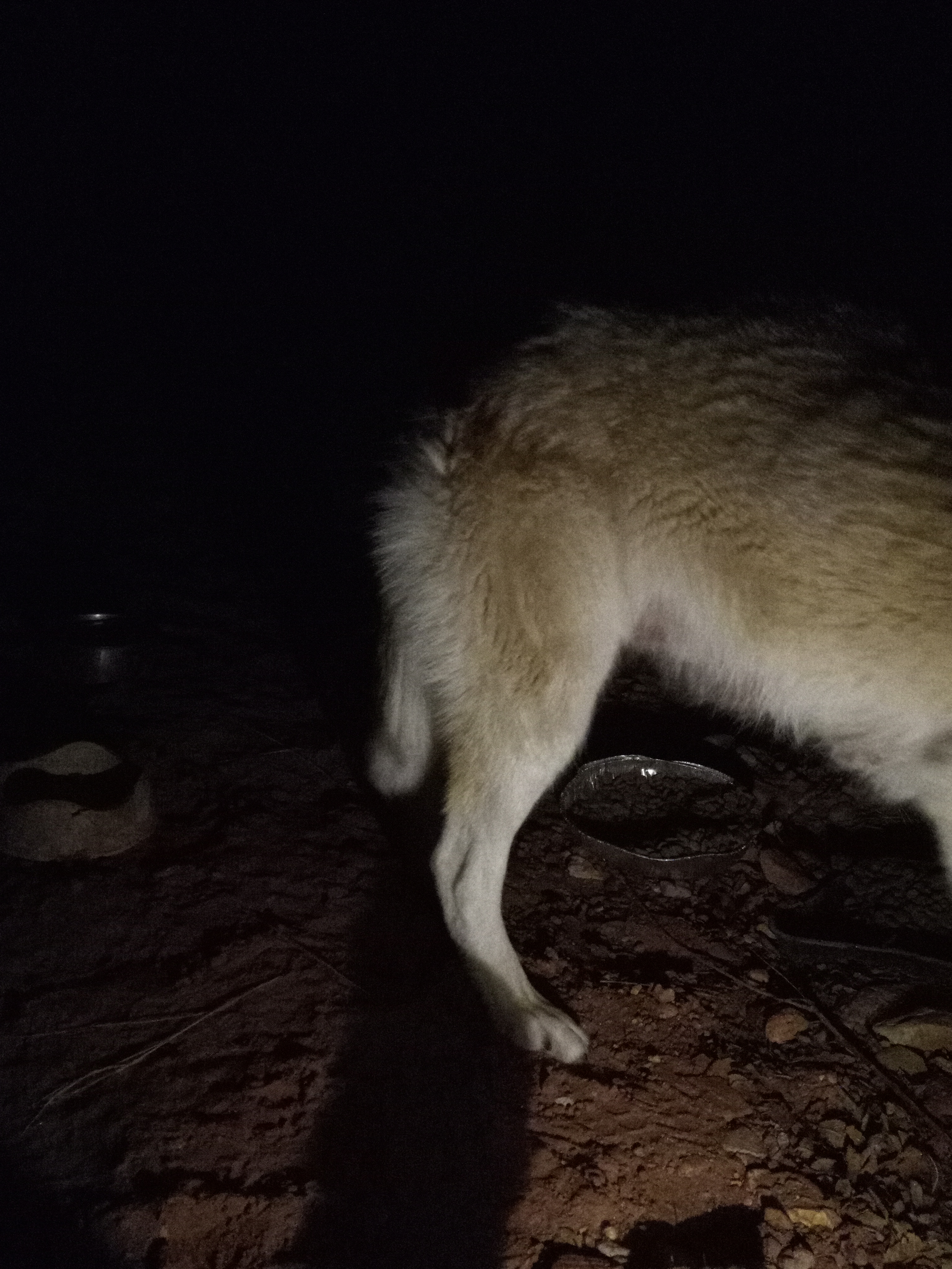 Raw animal camera upload (unprocessed). File: mot-det-20251231-062346.jpg.