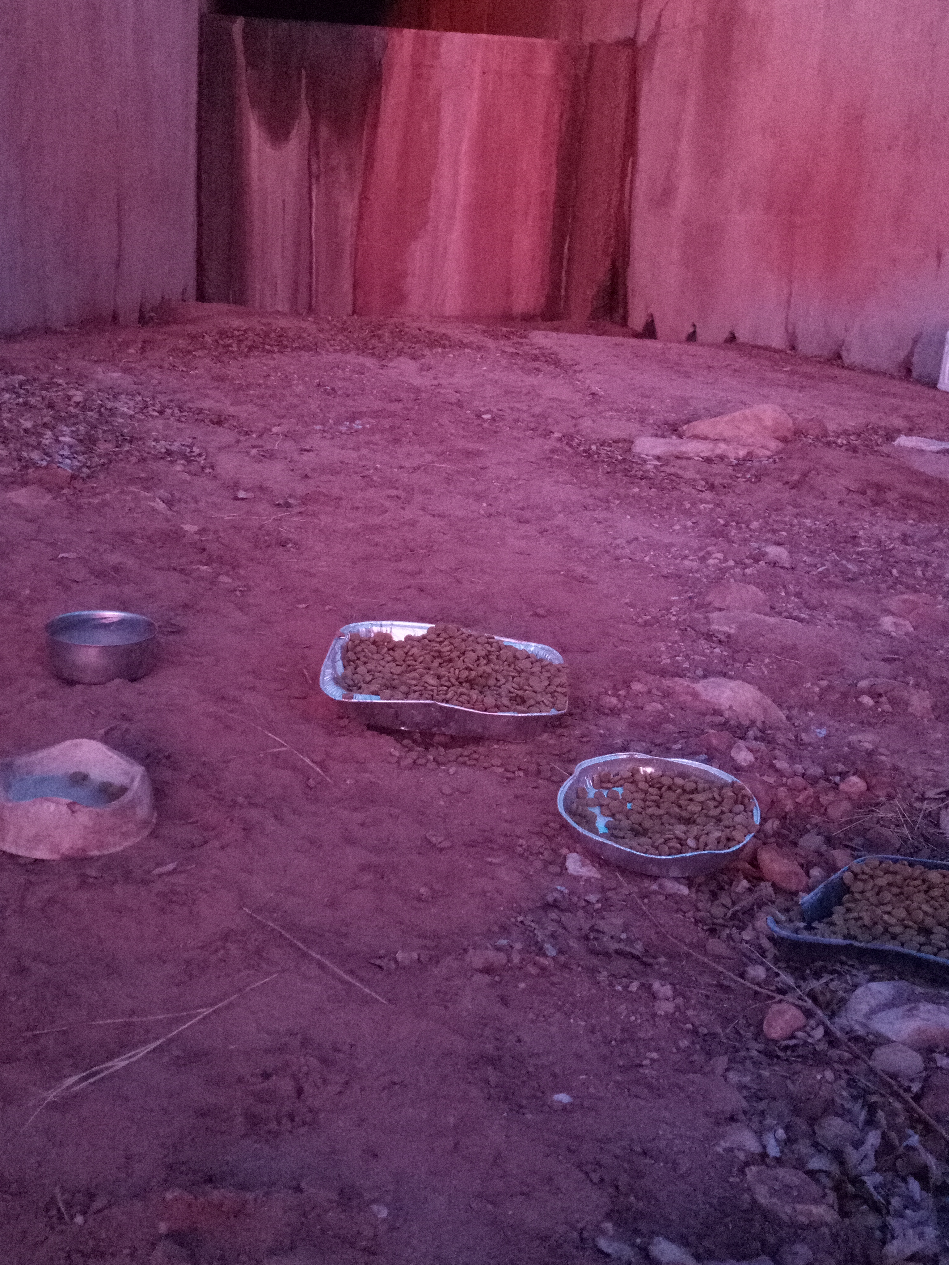 Raw animal camera upload (unprocessed). File: mot-det-20251231-065024.jpg.