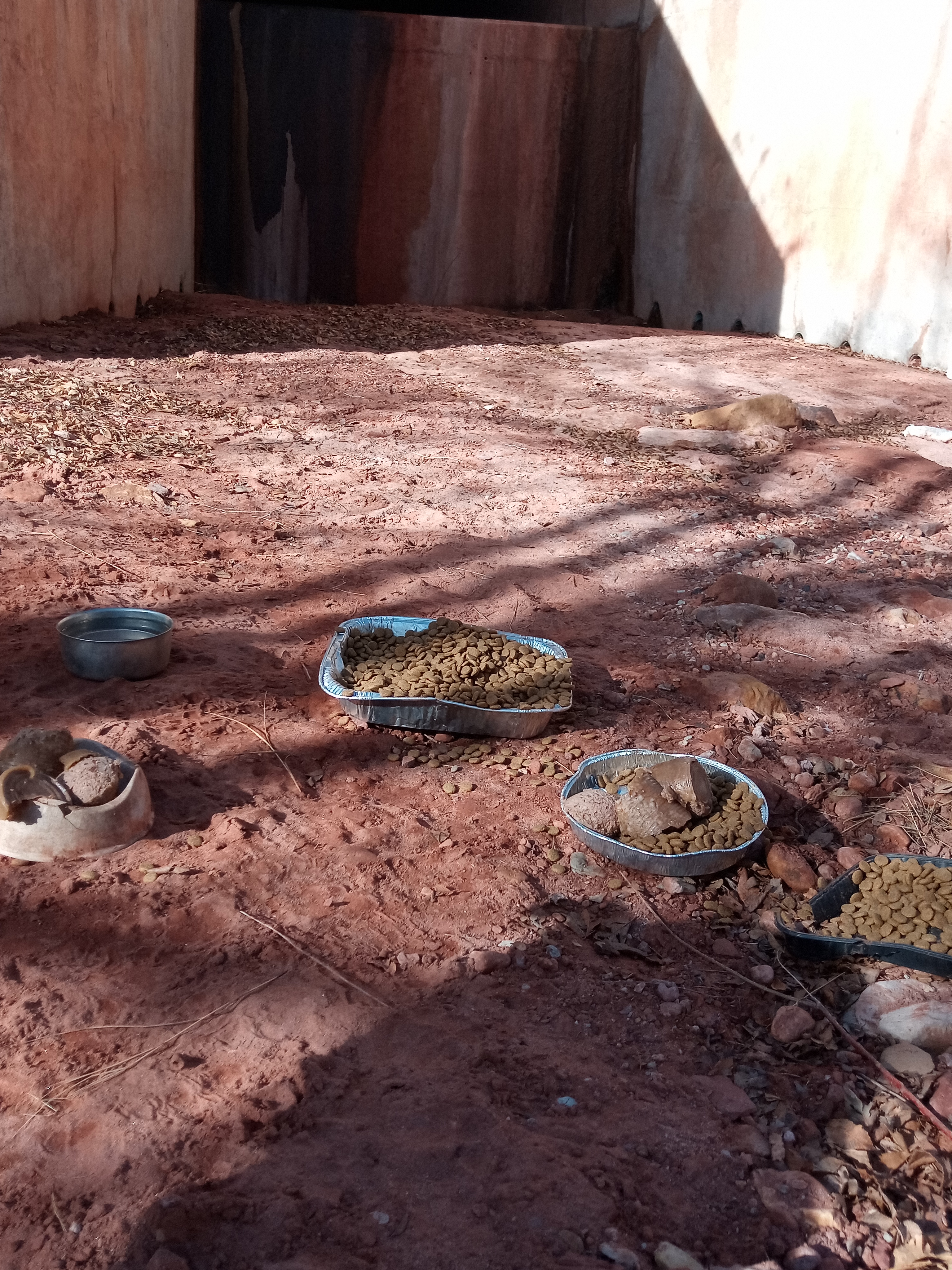 Raw animal camera upload (unprocessed). File: mot-det-20251231-102710.jpg.