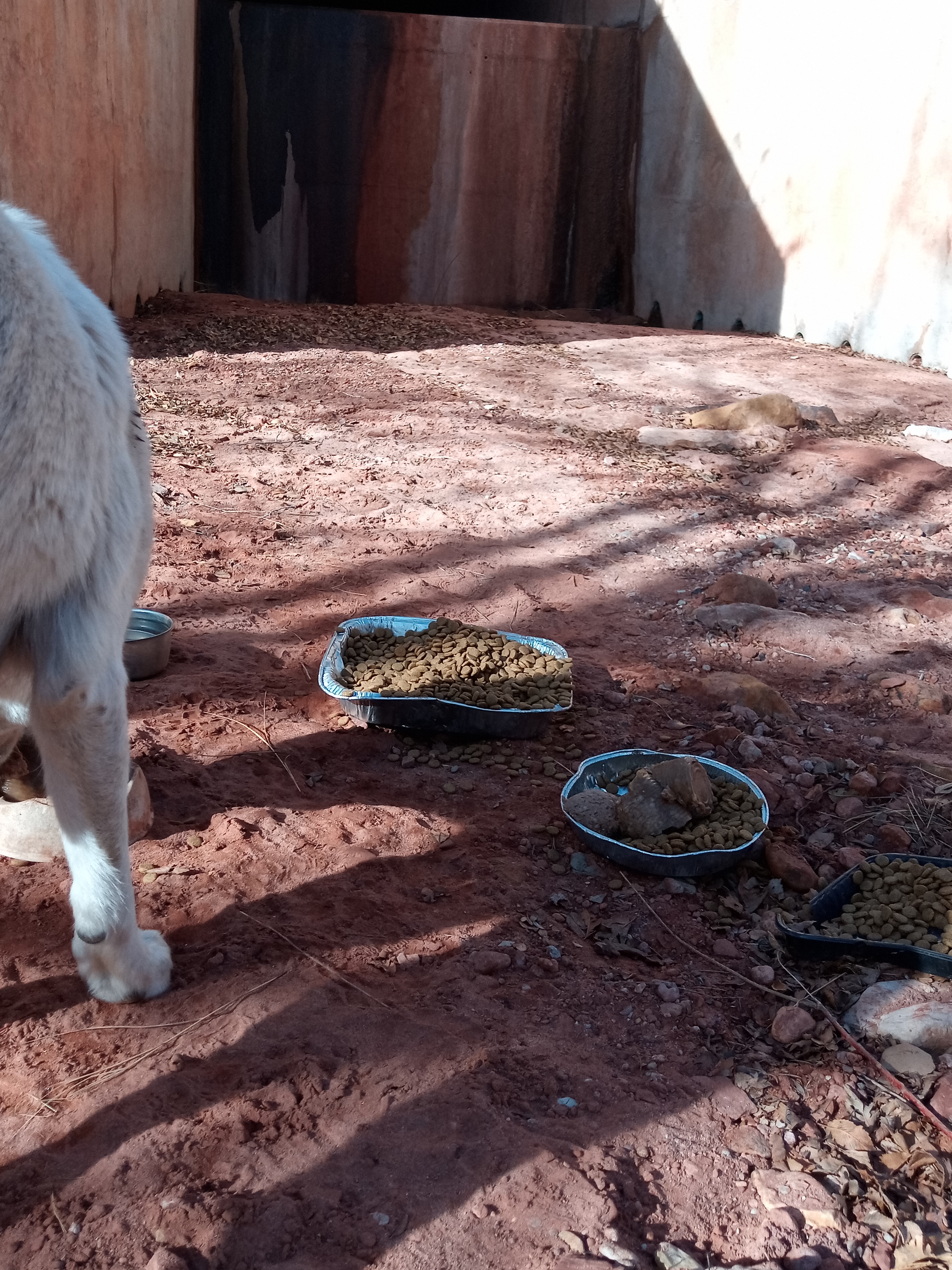 Raw animal camera upload (unprocessed). File: mot-det-20251231-102713.jpg.