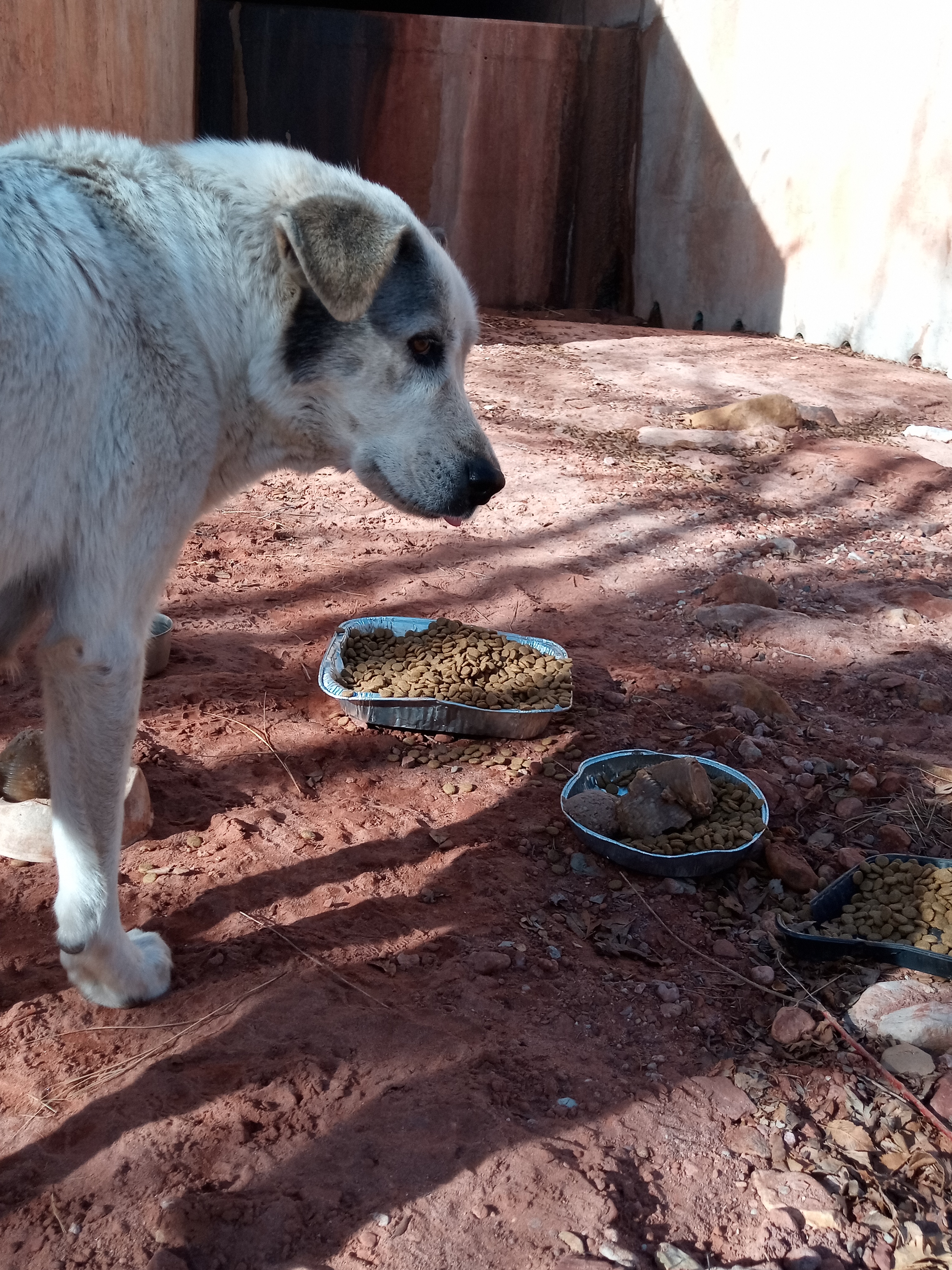 Raw animal camera upload (unprocessed). File: mot-det-20251231-102724.jpg.