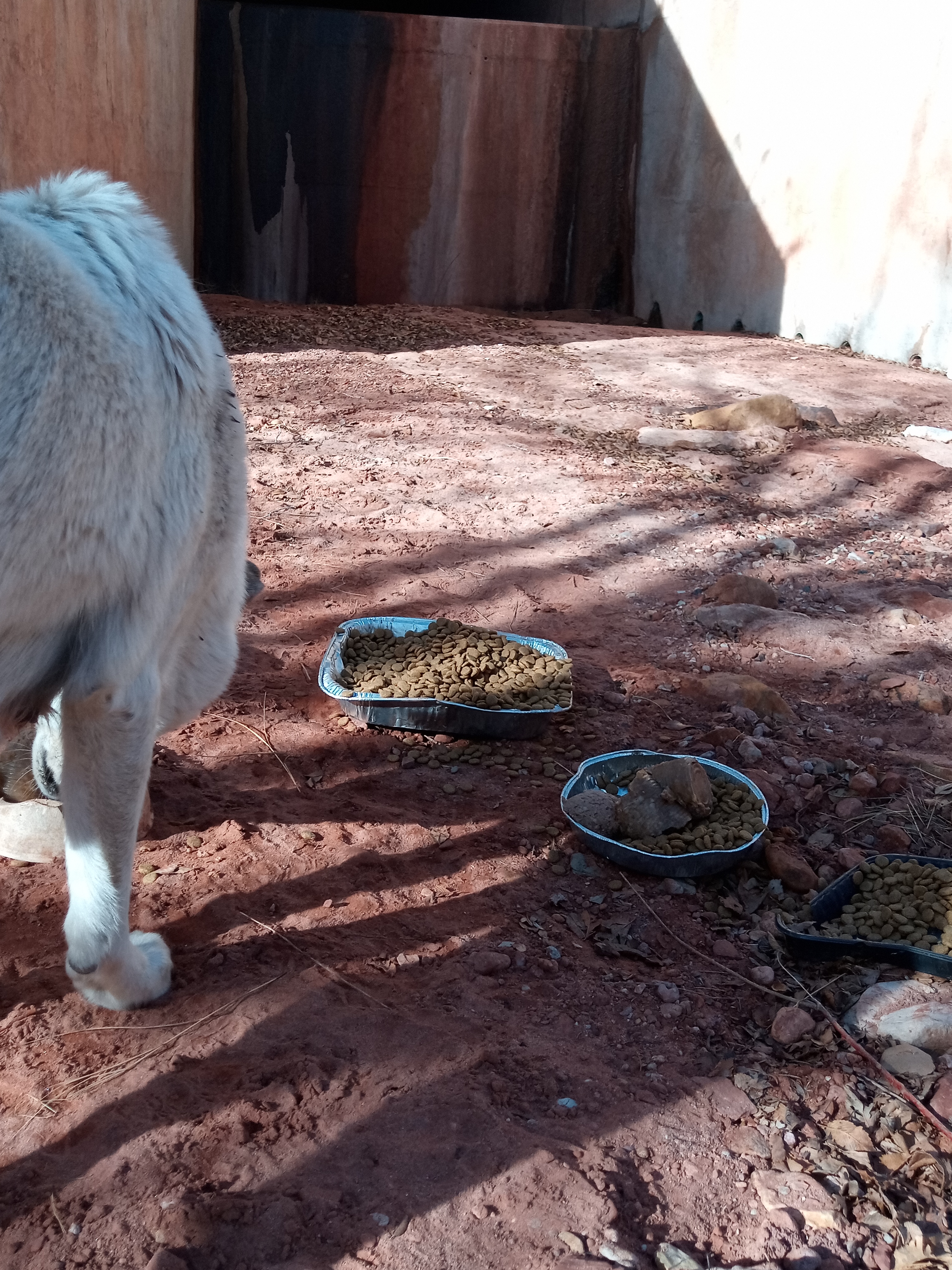 Raw animal camera upload (unprocessed). File: mot-det-20251231-102727.jpg.