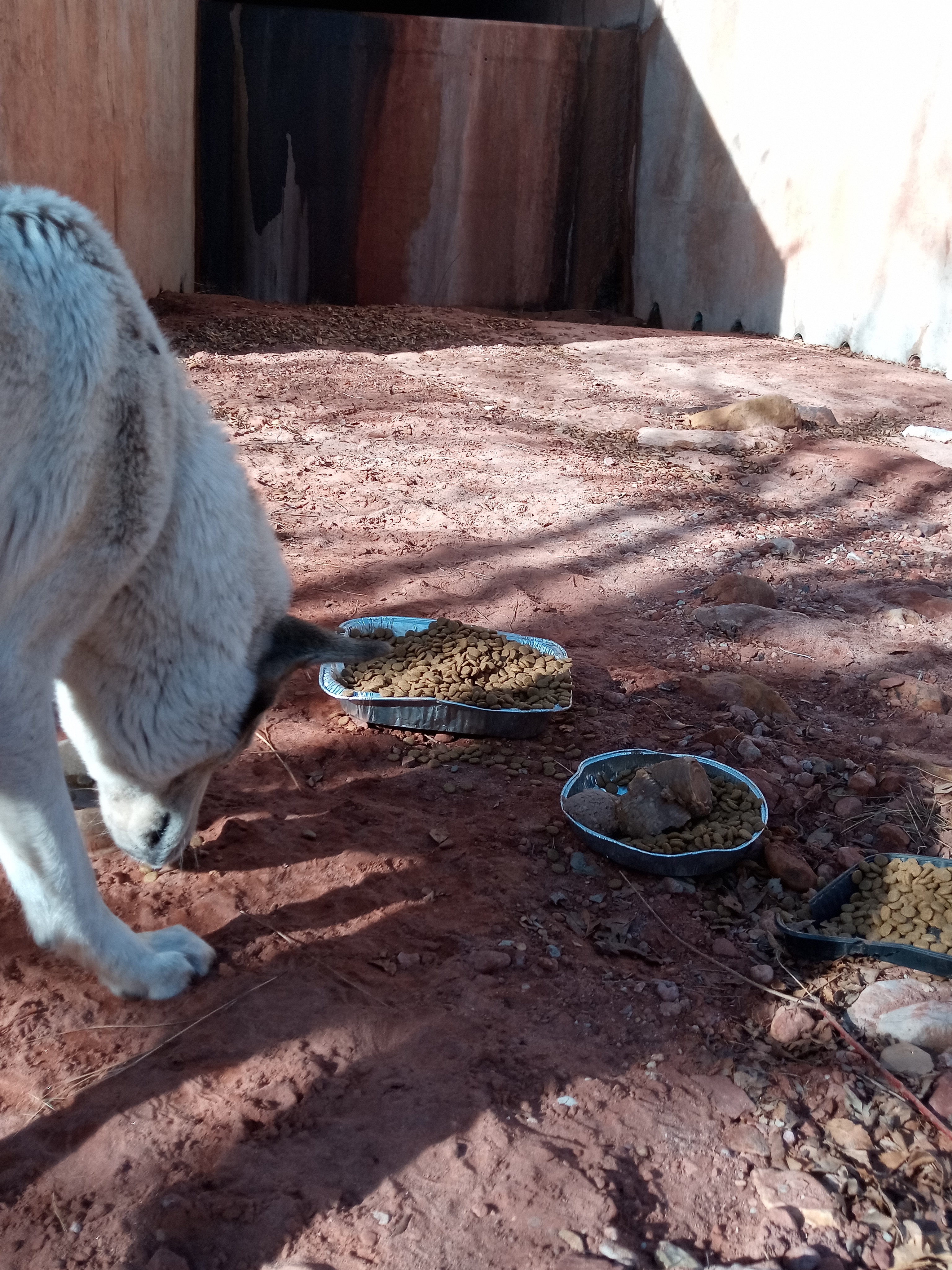 Raw animal camera upload (unprocessed). File: mot-det-20251231-102741.jpg.