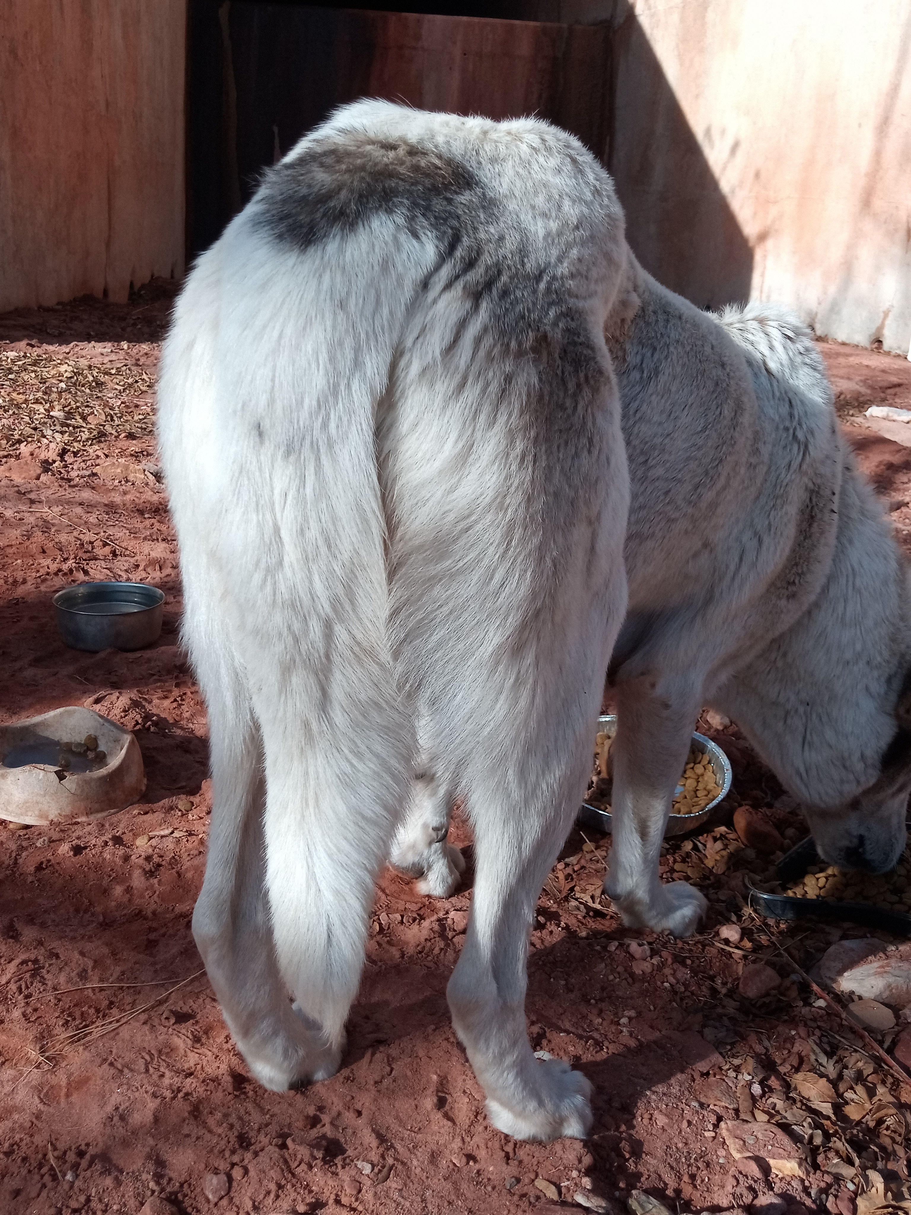 Raw animal camera upload (unprocessed). File: mot-det-20251231-102800.jpg.