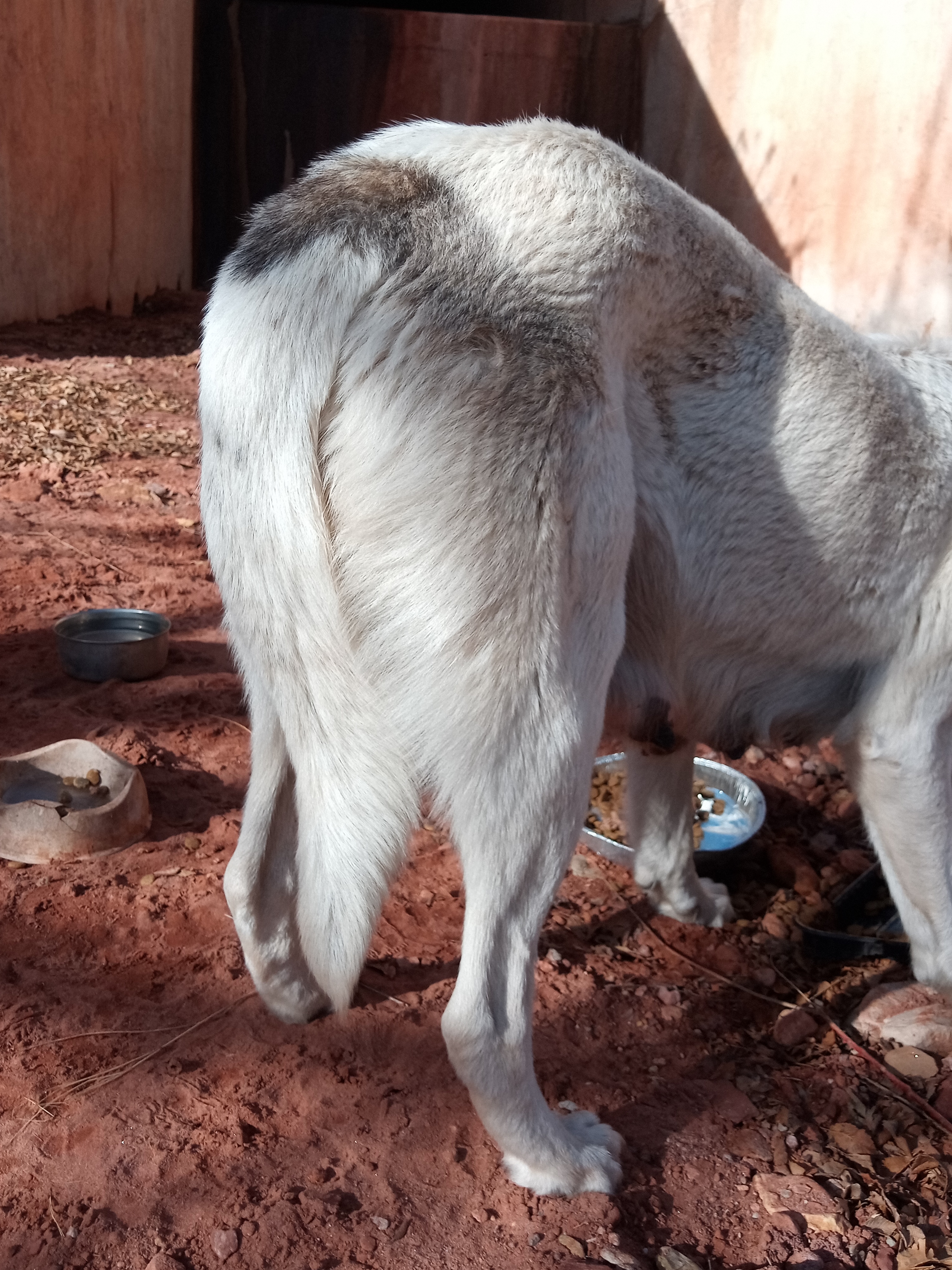 Raw animal camera upload (unprocessed). File: mot-det-20251231-102900.jpg.