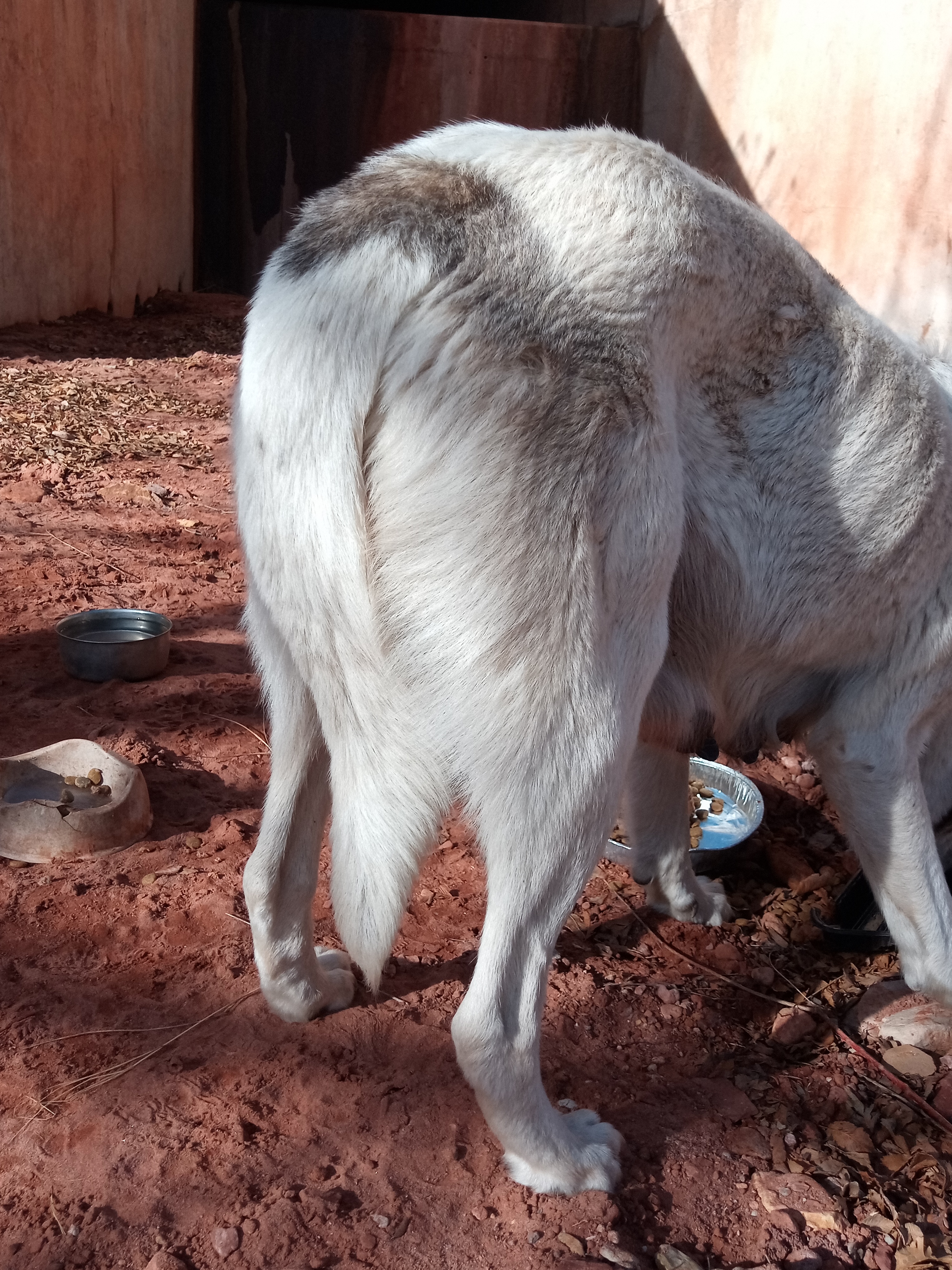 Raw animal camera upload (unprocessed). File: mot-det-20251231-102925.jpg.