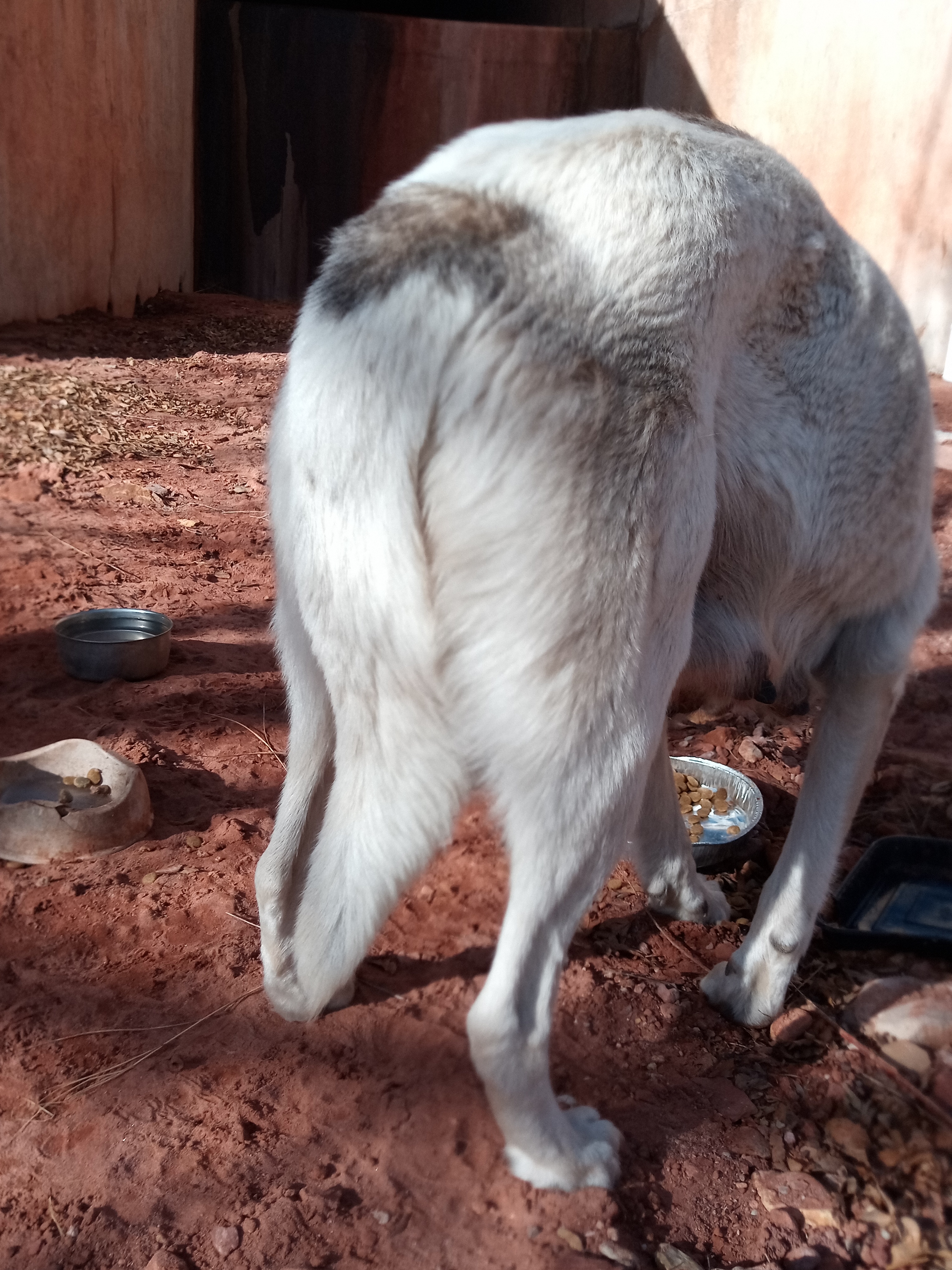 Raw animal camera upload (unprocessed). File: mot-det-20251231-102930.jpg.