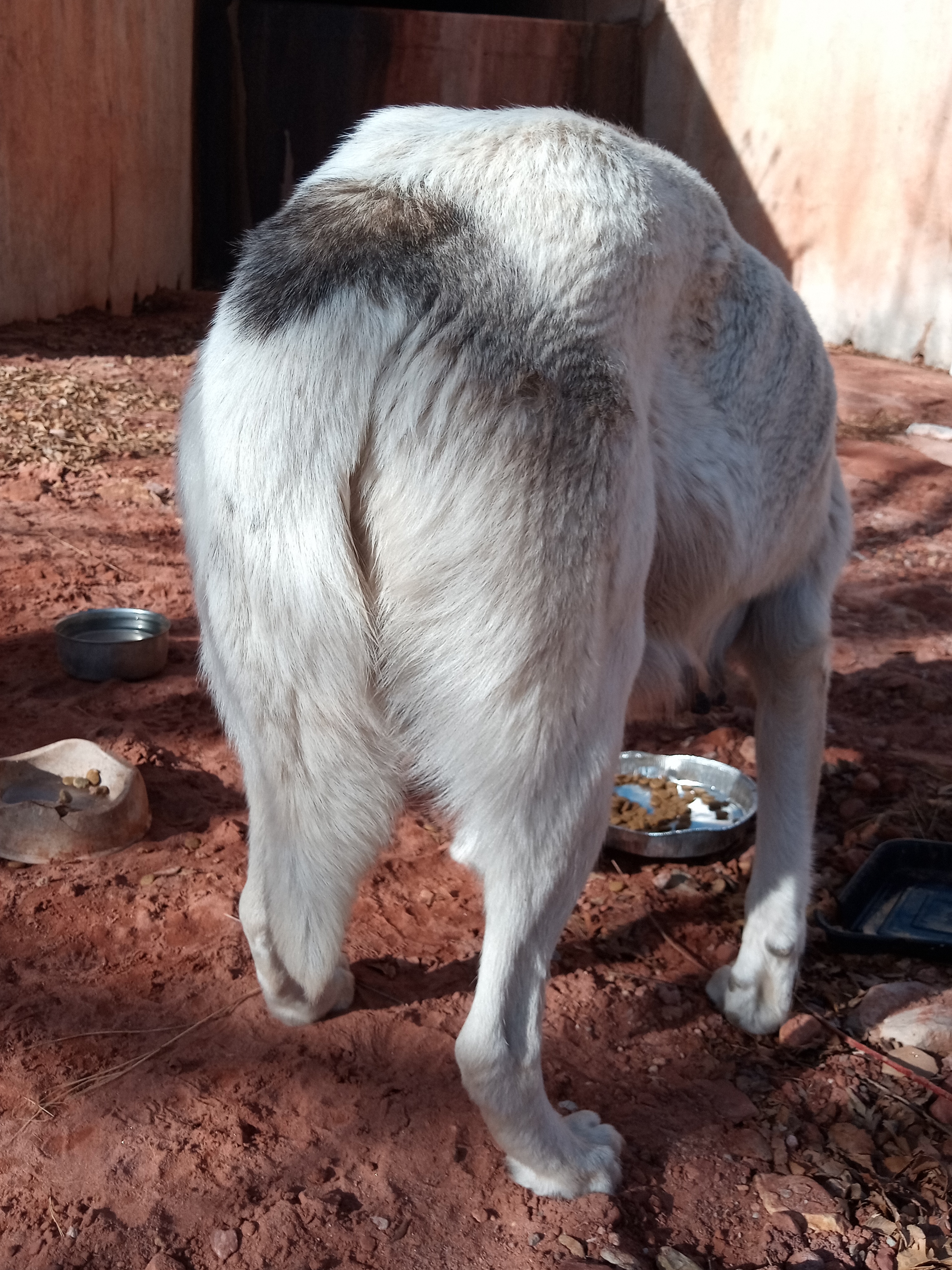 Raw animal camera upload (unprocessed). File: mot-det-20251231-102951.jpg.