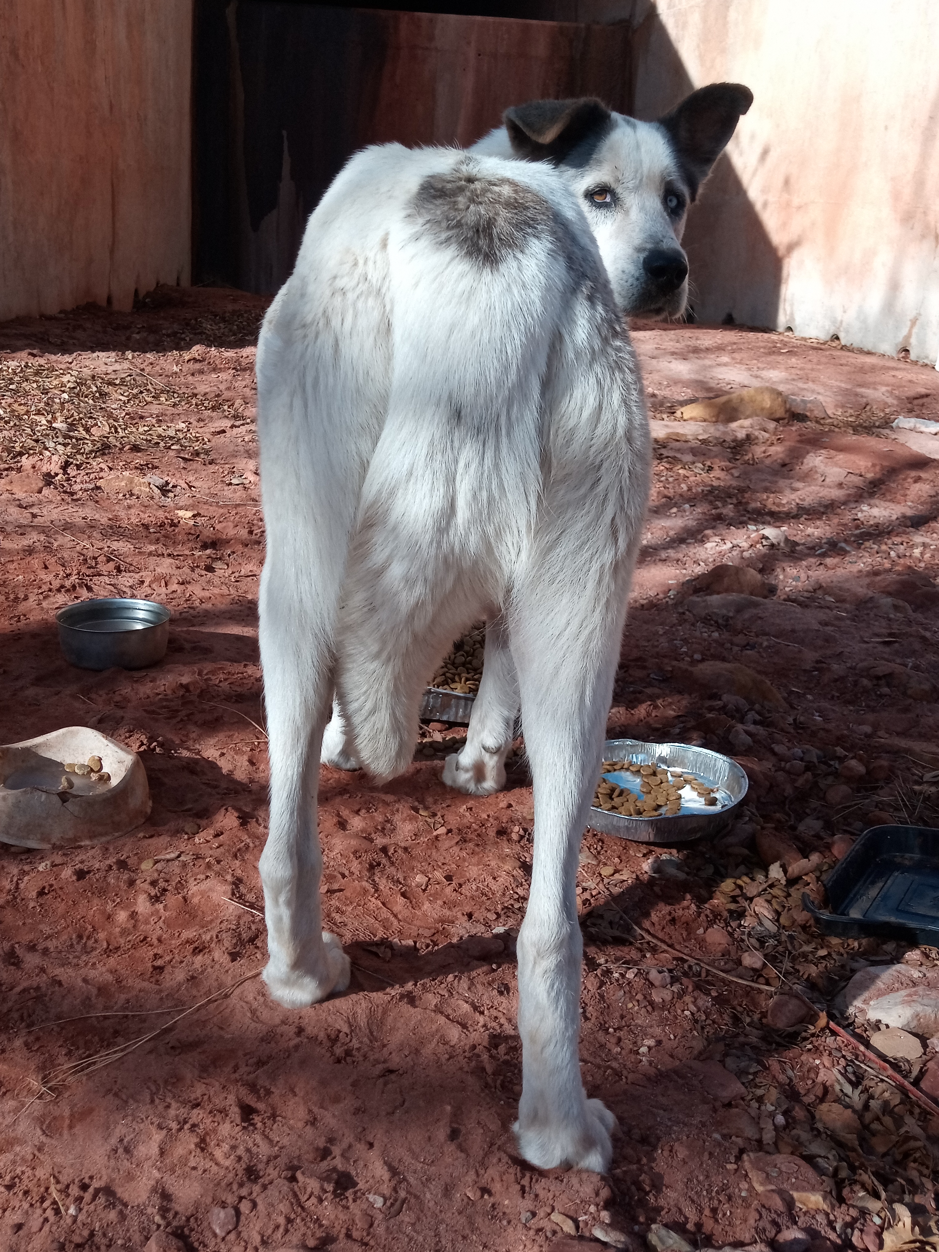 Raw animal camera upload (unprocessed). File: mot-det-20251231-103040.jpg.