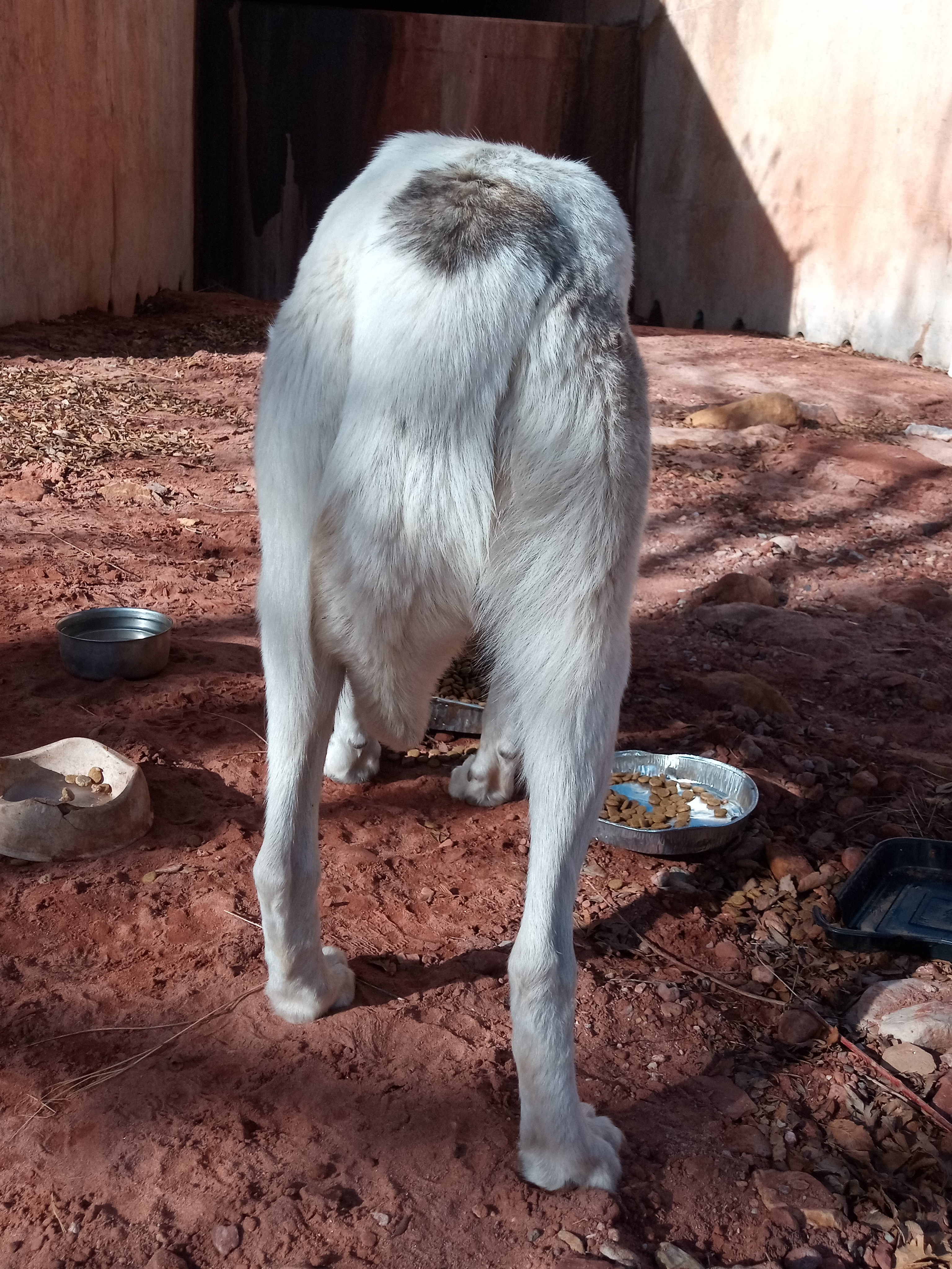 Raw animal camera upload (unprocessed). File: mot-det-20251231-103102.jpg.