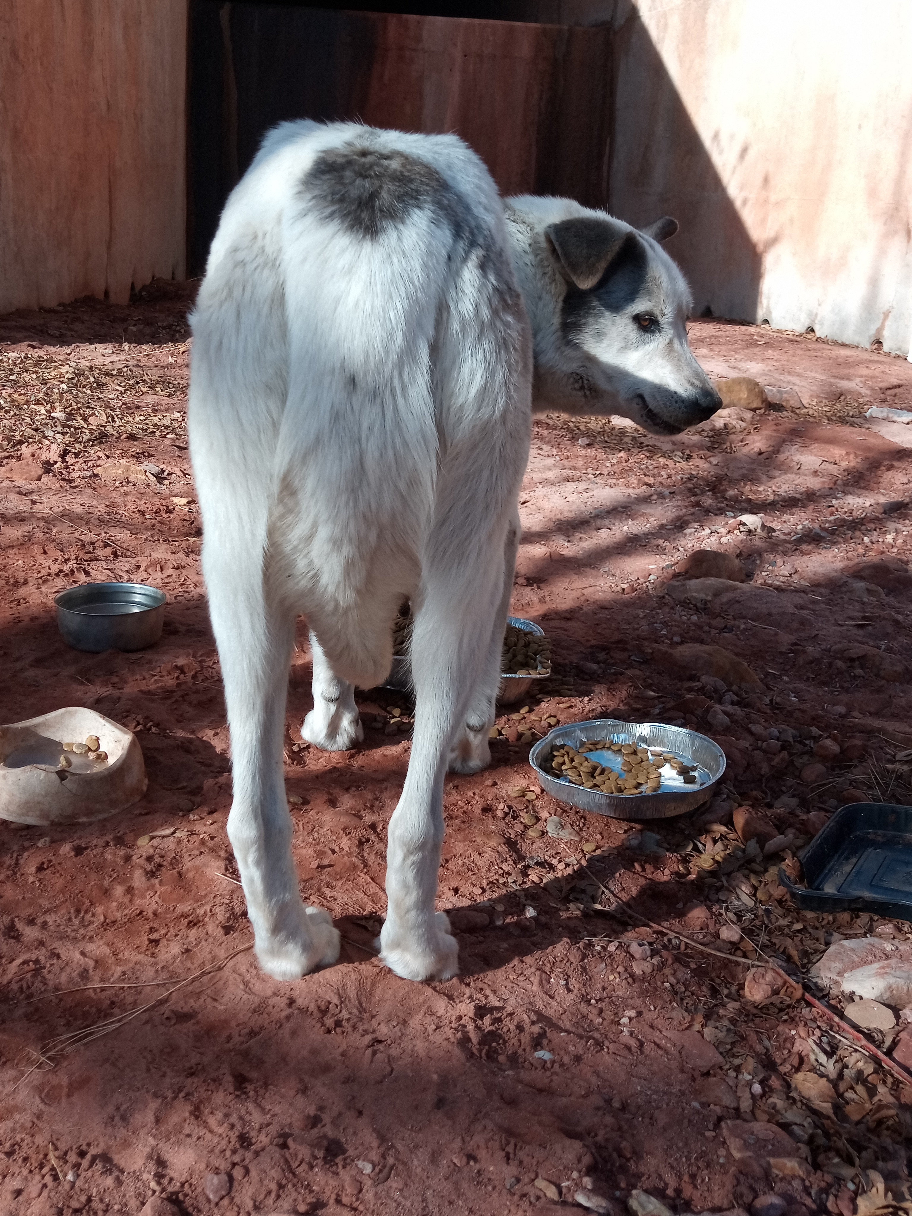 Raw animal camera upload (unprocessed). File: mot-det-20251231-103147.jpg.