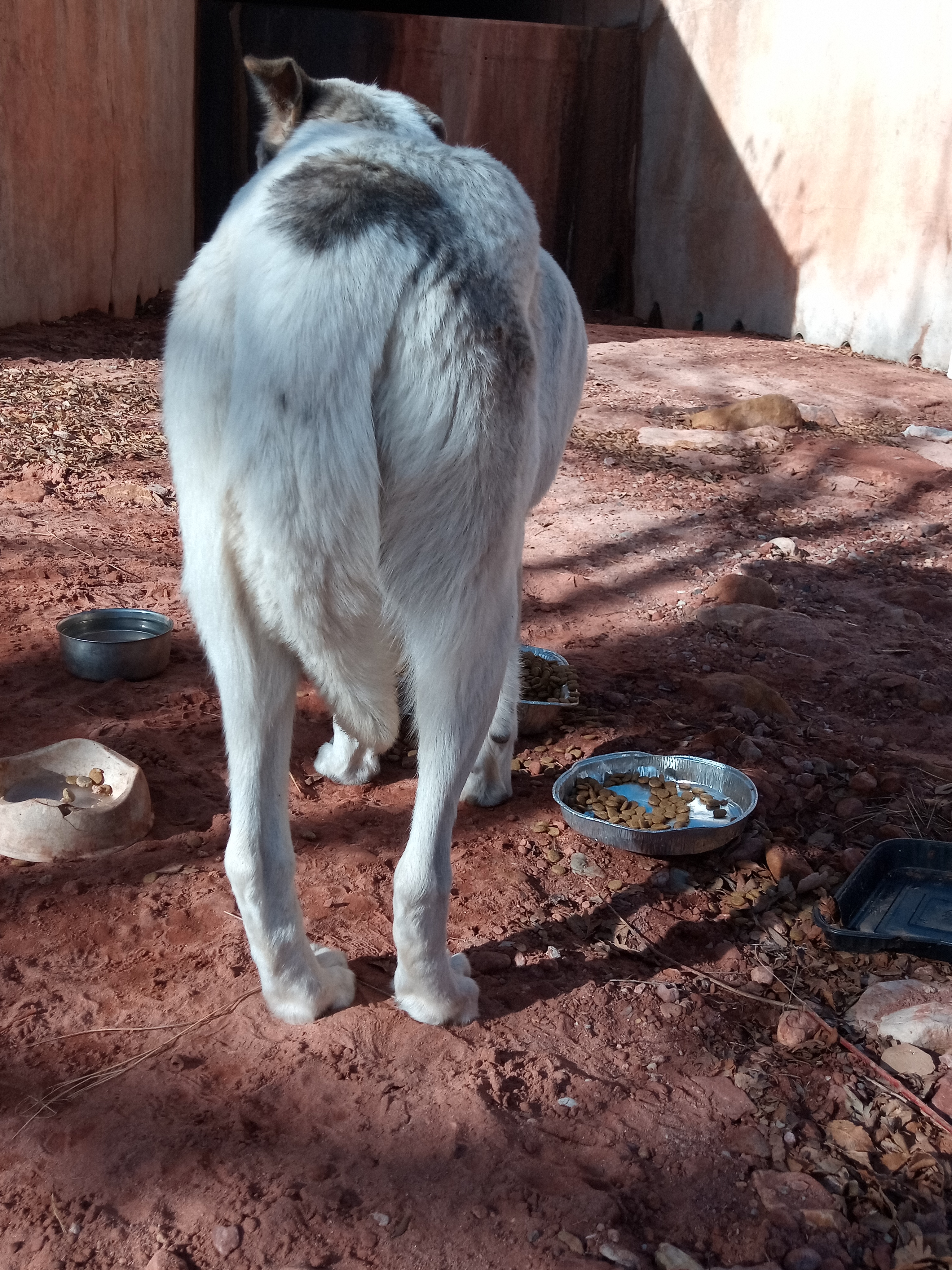 Raw animal camera upload (unprocessed). File: mot-det-20251231-103244.jpg.