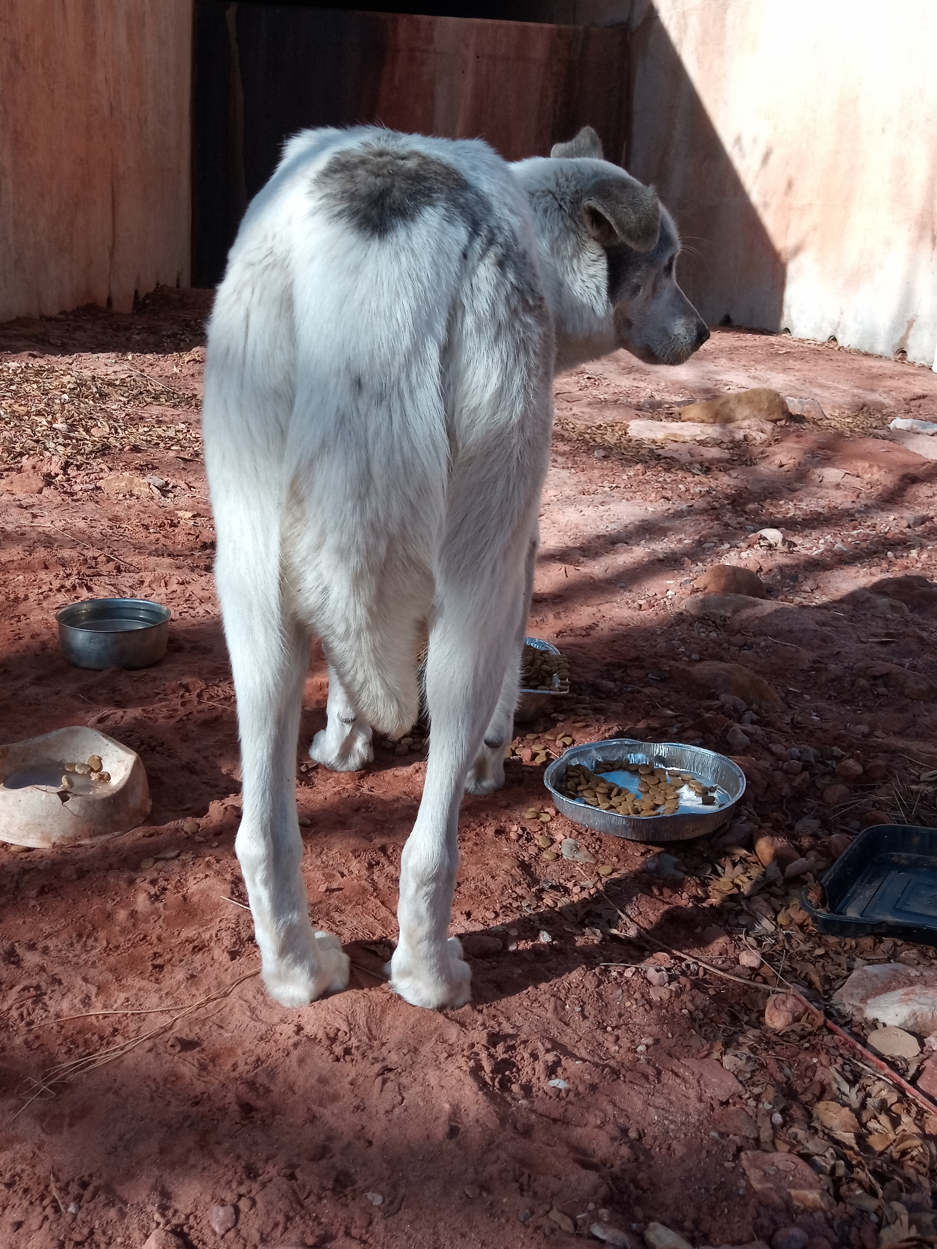 Raw animal camera upload (unprocessed). File: mot-det-20251231-103310.jpg.