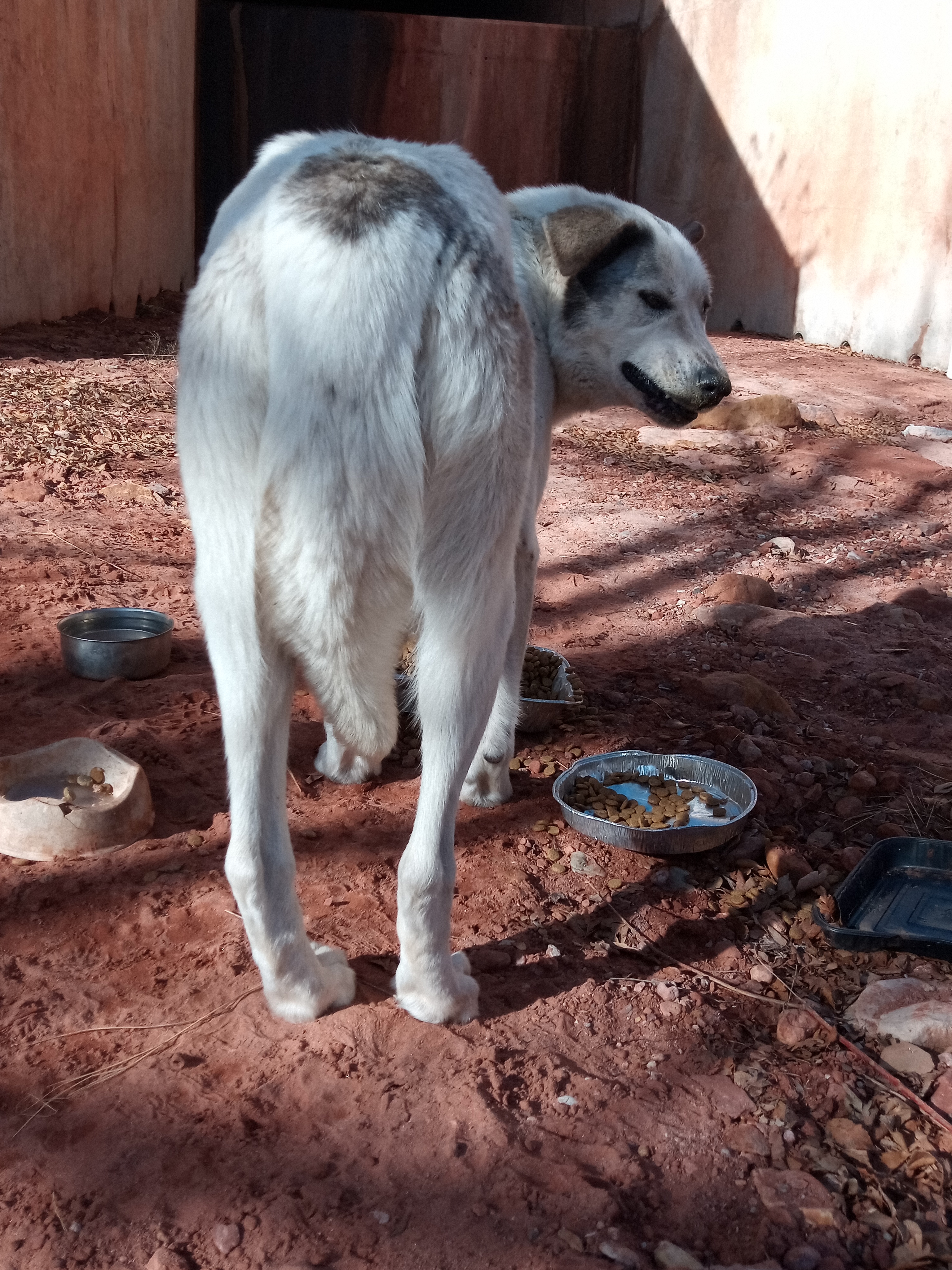 Raw animal camera upload (unprocessed). File: mot-det-20251231-103338.jpg.