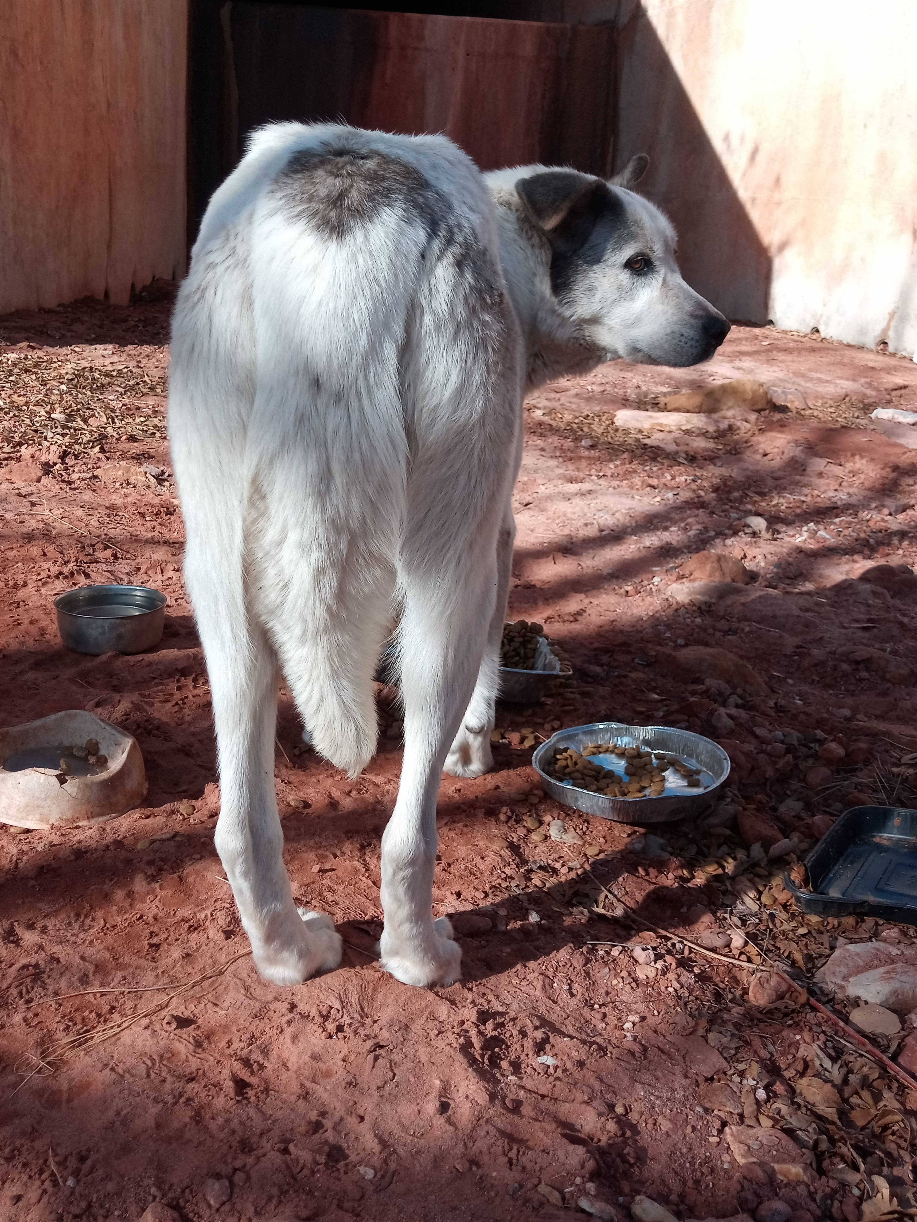 Raw animal camera upload (unprocessed). File: mot-det-20251231-103441.jpg.