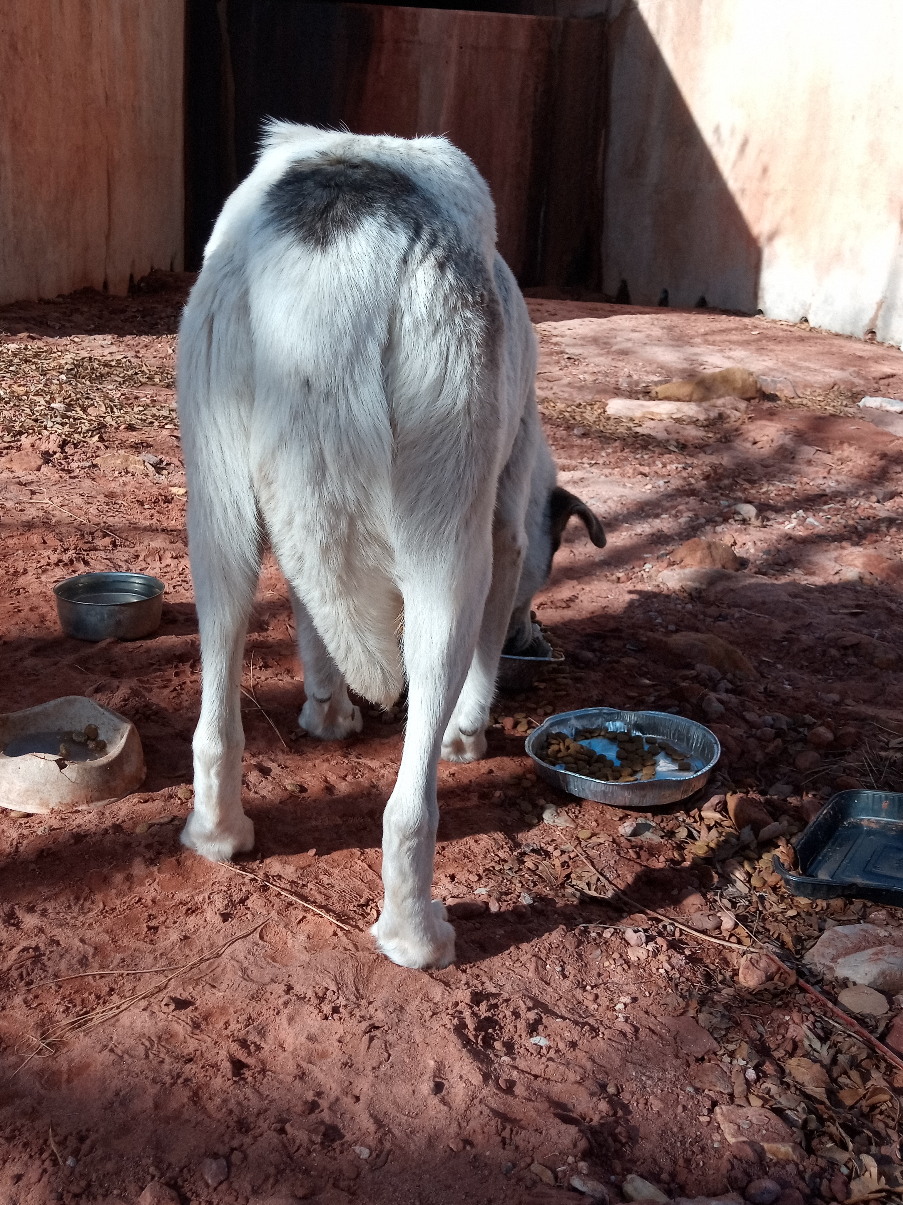 Raw animal camera upload (unprocessed). File: mot-det-20251231-103447.jpg.