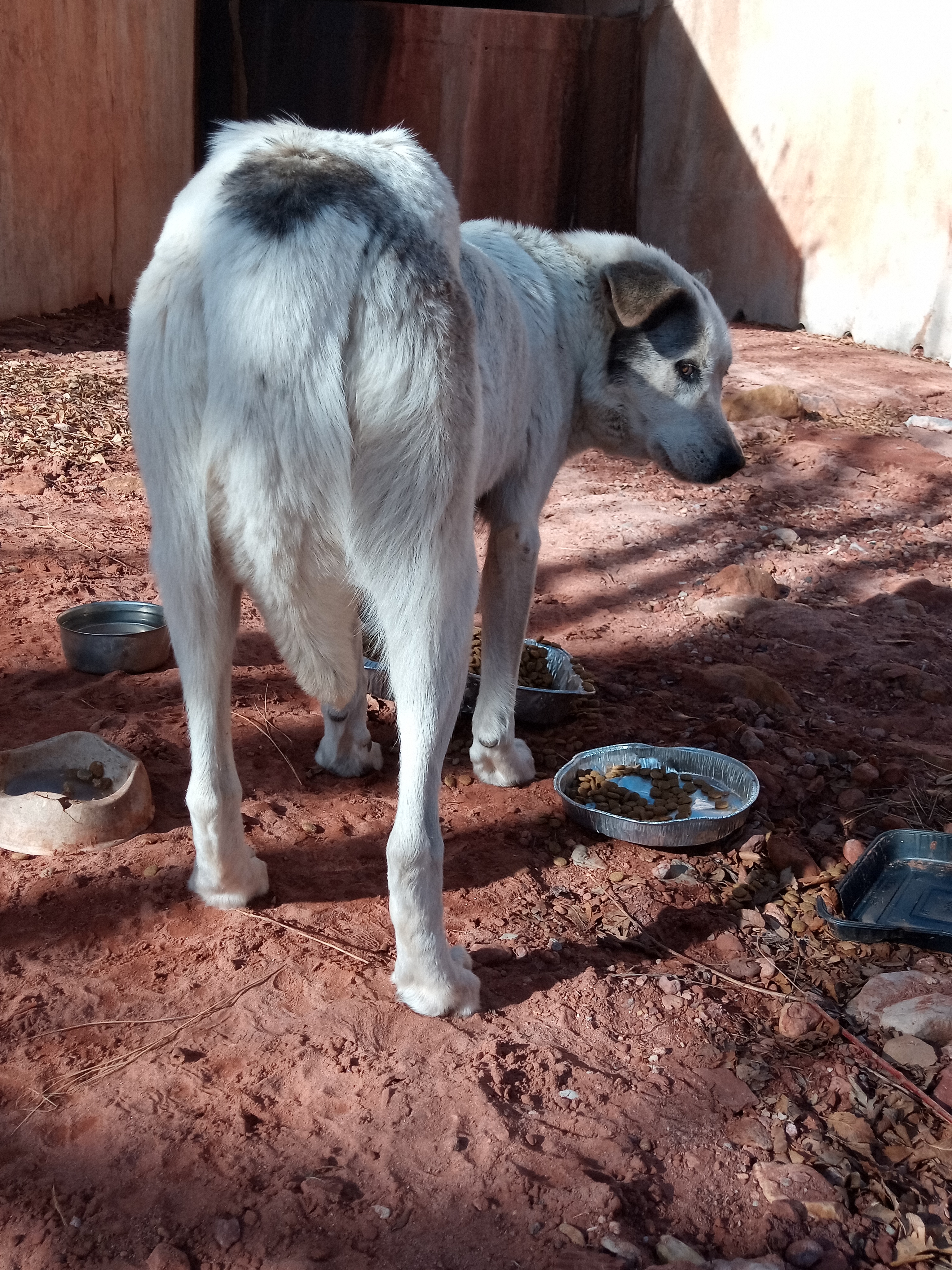 Raw animal camera upload (unprocessed). File: mot-det-20251231-103507.jpg.