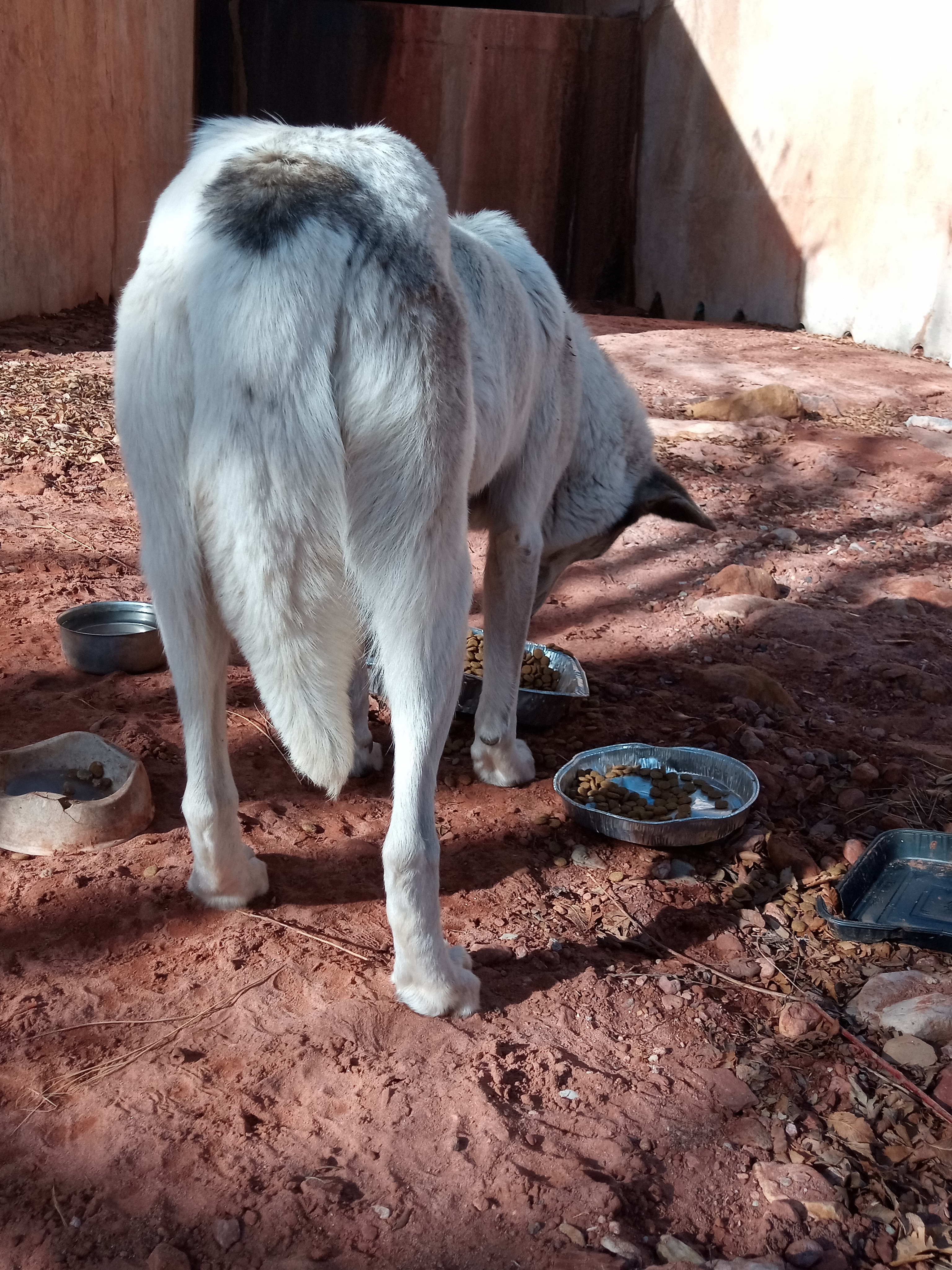 Raw animal camera upload (unprocessed). File: mot-det-20251231-103556.jpg.