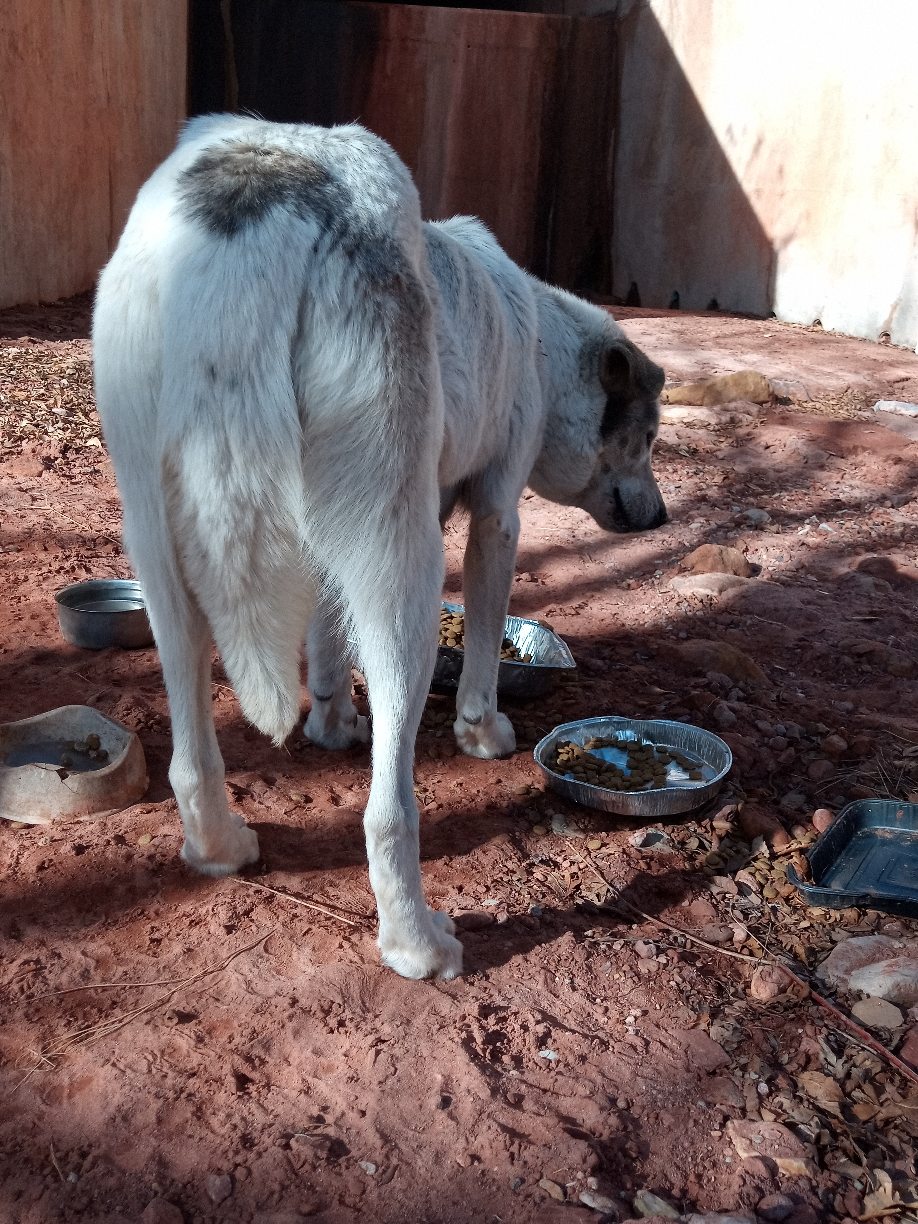 Raw animal camera upload (unprocessed). File: mot-det-20251231-103611.jpg.