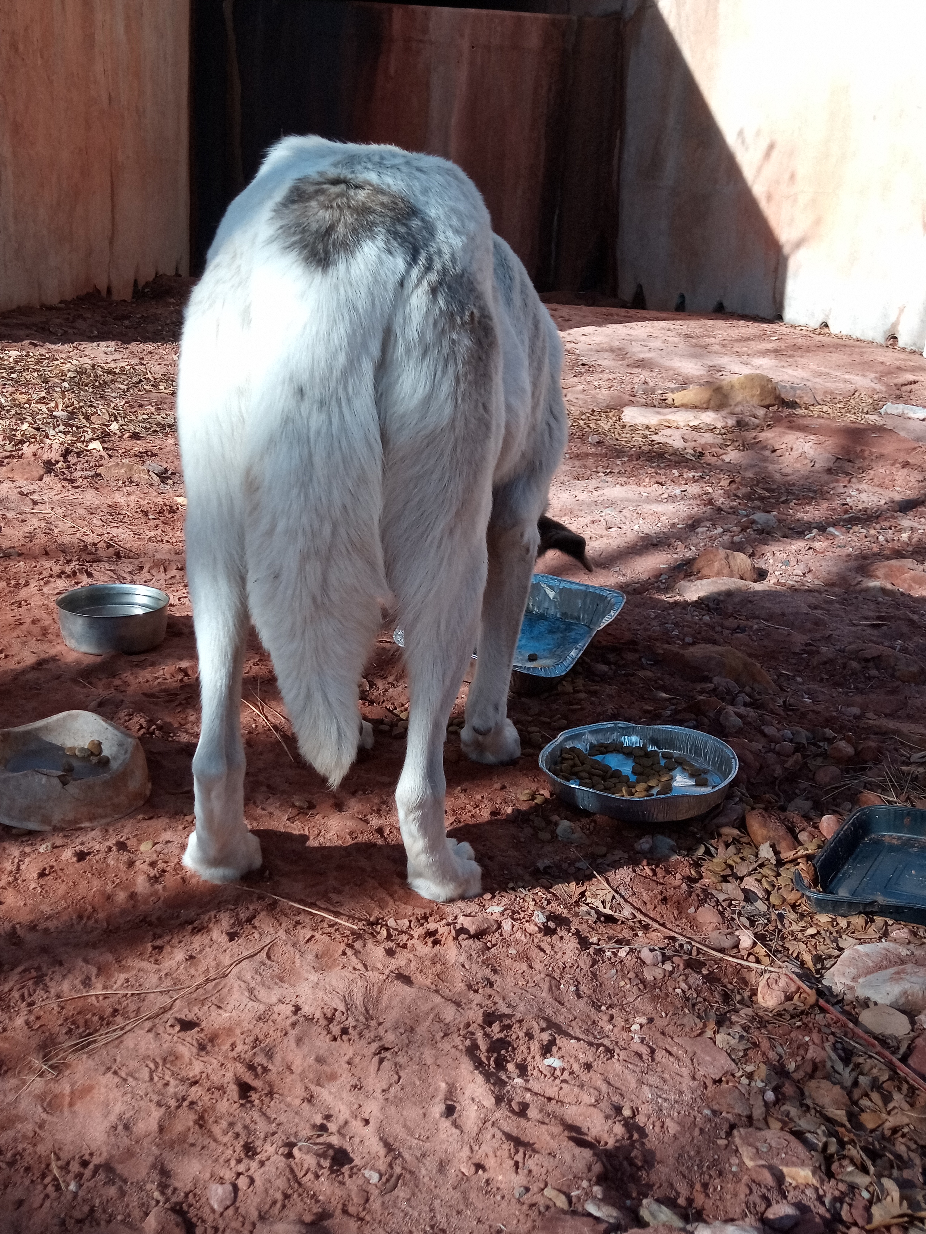 Raw animal camera upload (unprocessed). File: mot-det-20251231-103743.jpg.