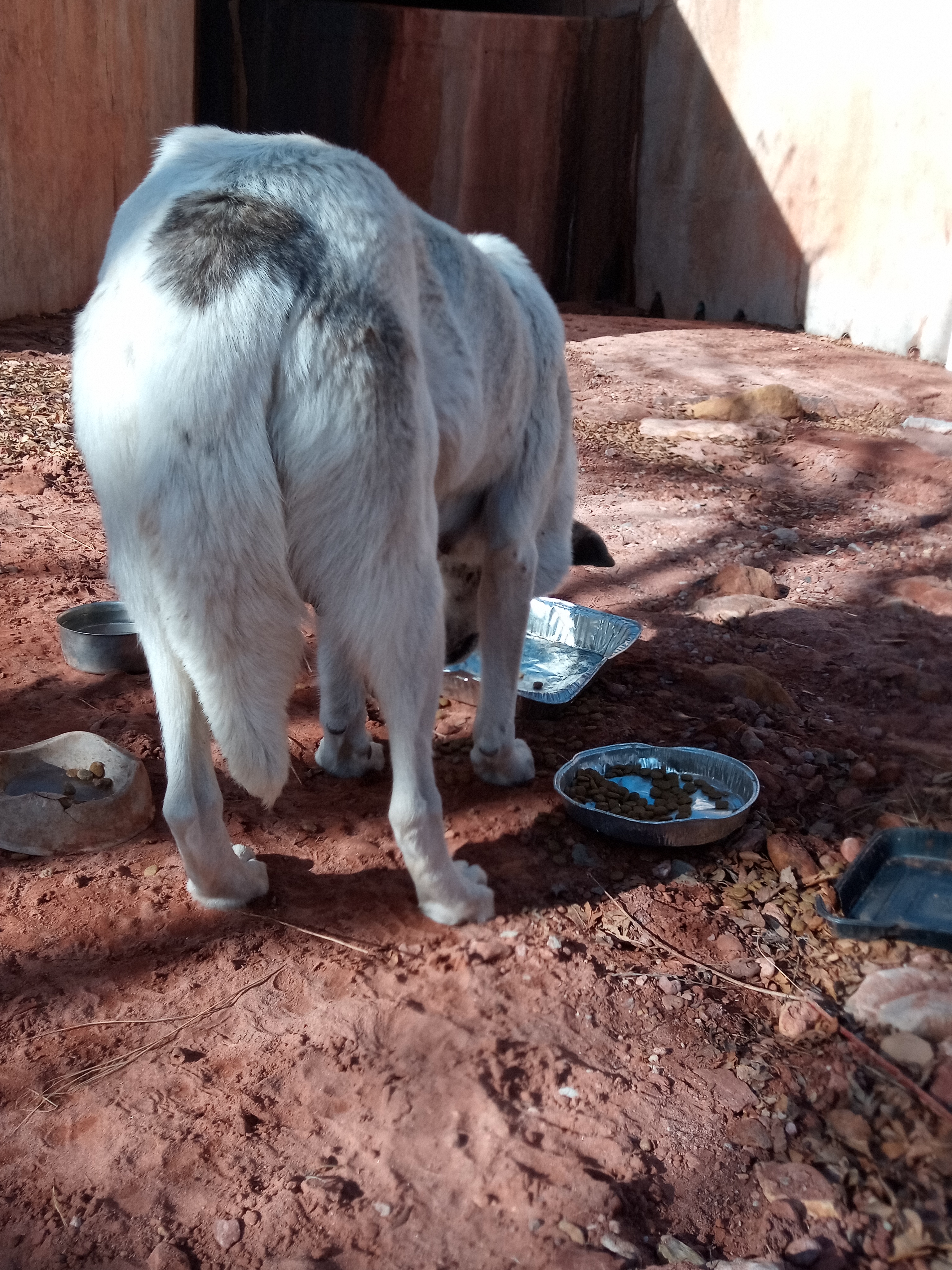 Raw animal camera upload (unprocessed). File: mot-det-20251231-103748.jpg.