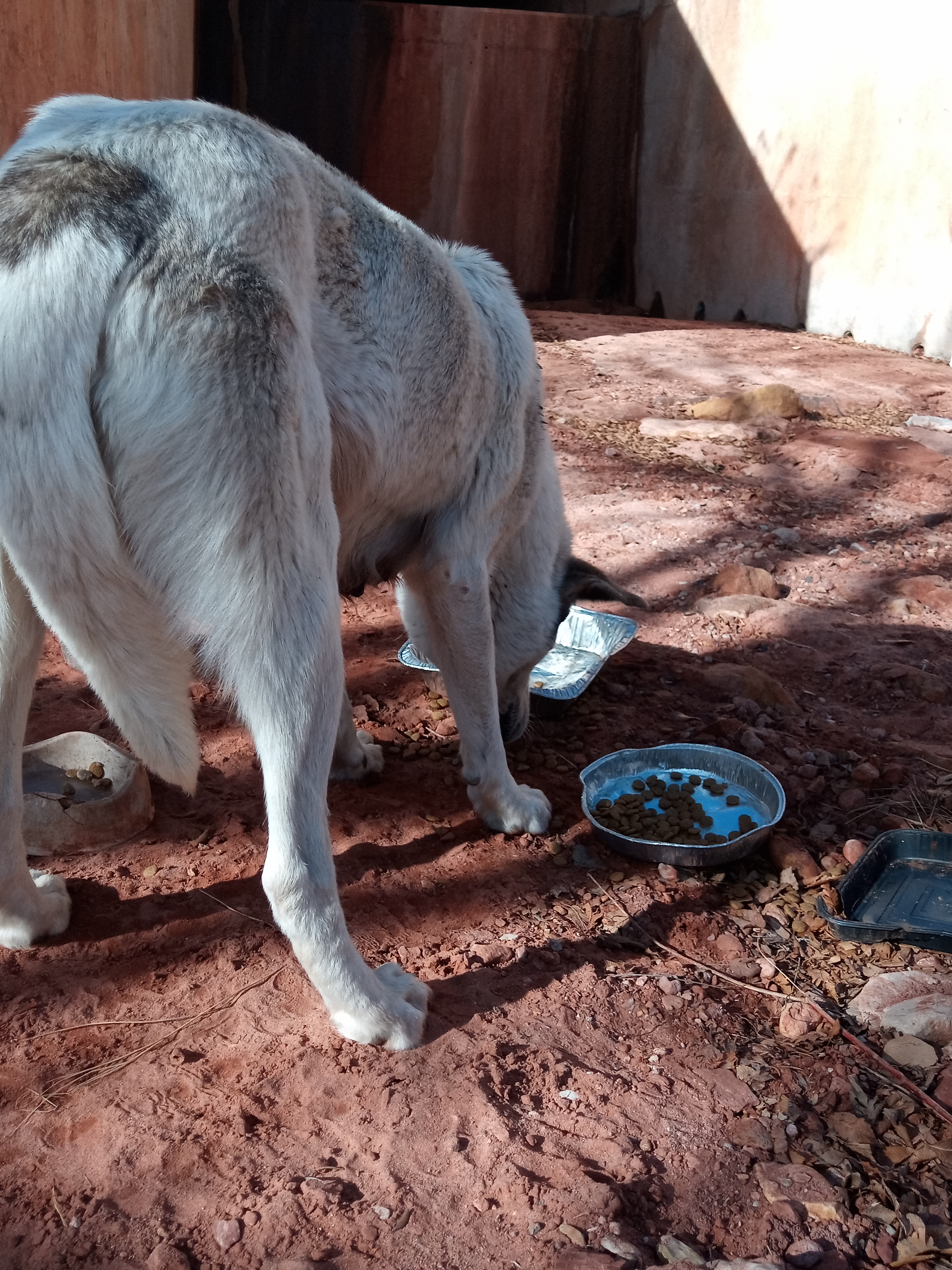 Raw animal camera upload (unprocessed). File: mot-det-20251231-103751.jpg.