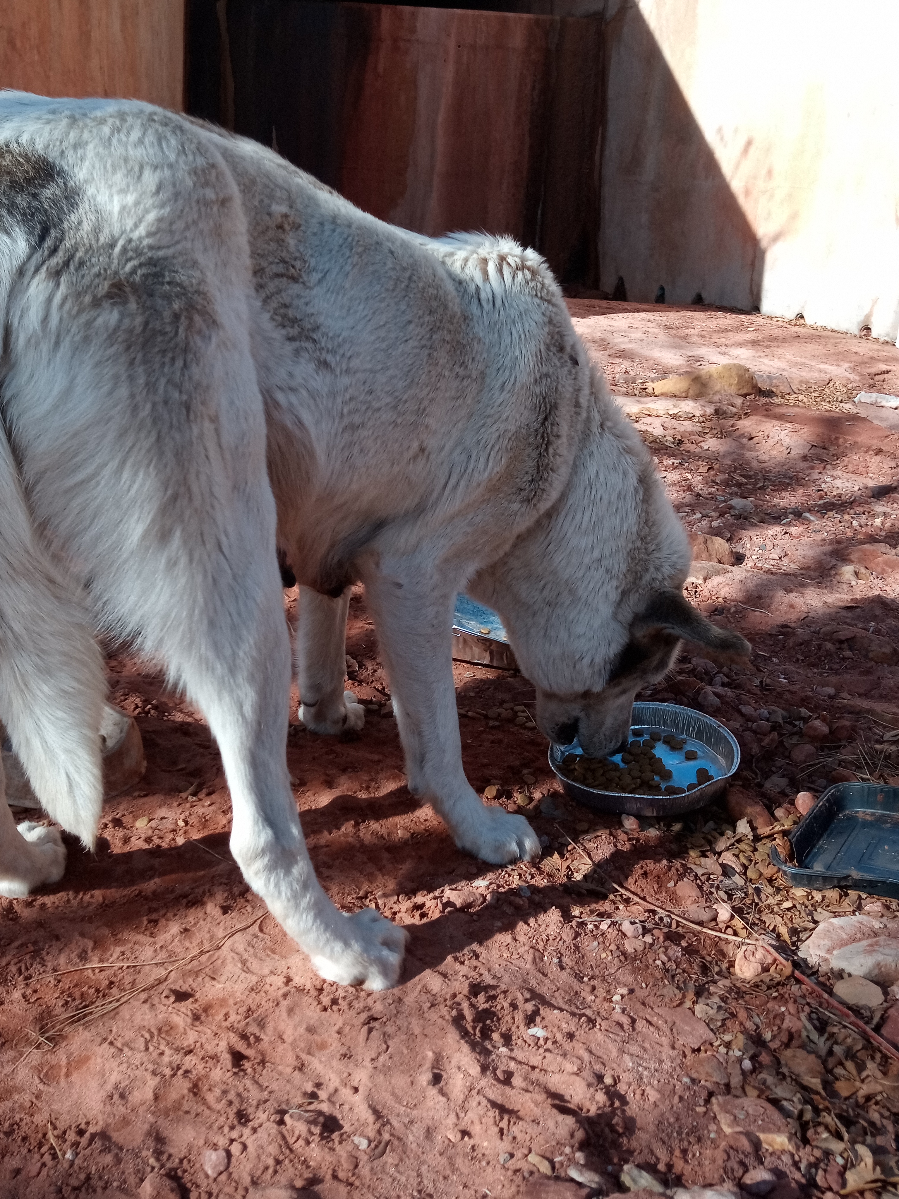 Raw animal camera upload (unprocessed). File: mot-det-20251231-103803.jpg.